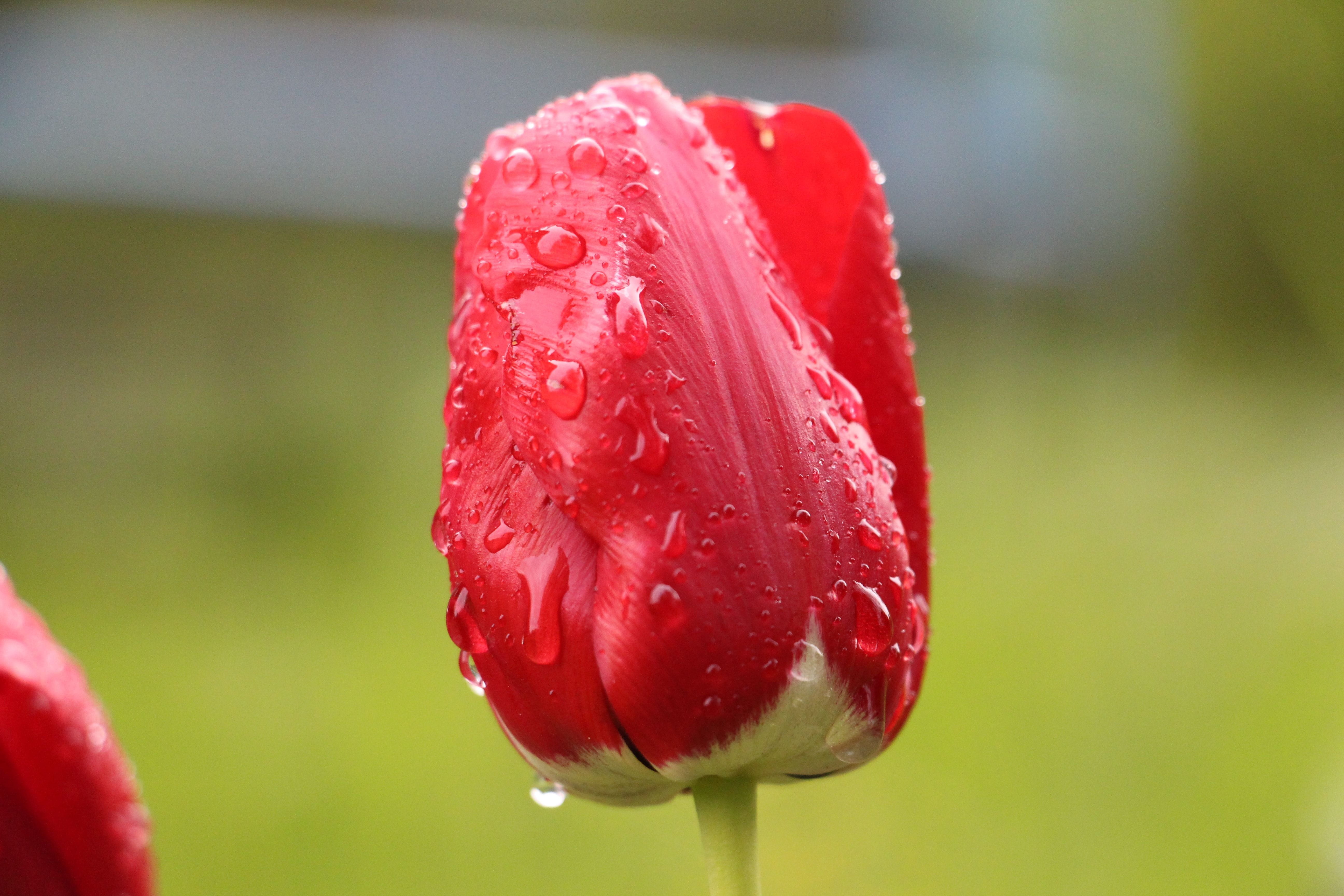 day, petals, tanning ara, purity, summer flower, growth, raindrop, flower head, camellia, raindrop rose, nature, plant, flower, red poppy, coneflower, garden, HD Wallpaper