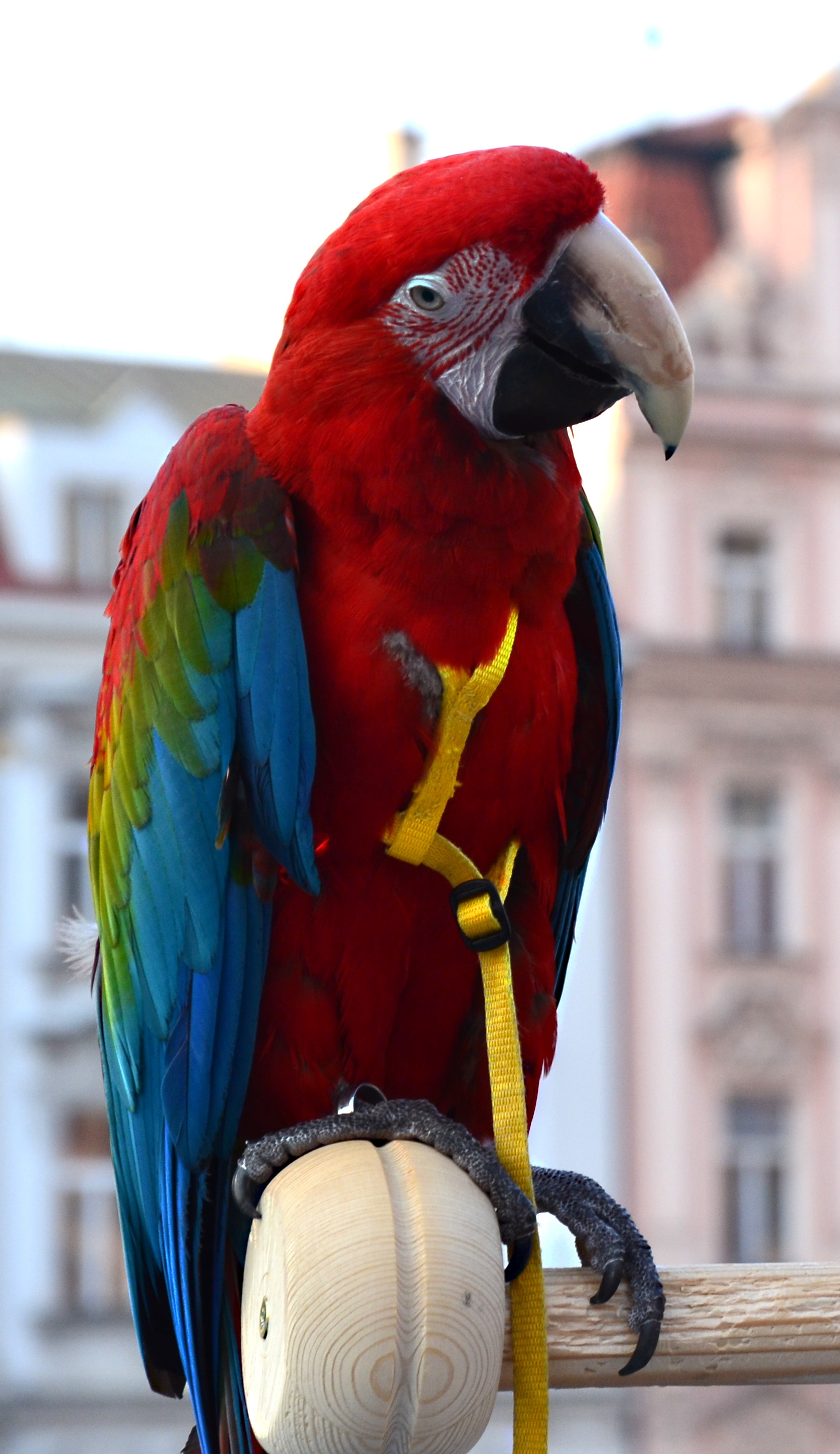 captivity, feather, eye, beak, animal wildlife, wildlife, perching, outdoors, 2K, nature, animal, day, bird, architecture, multi Colored, vertebrate, animal themes, Phone HD Wallpaper