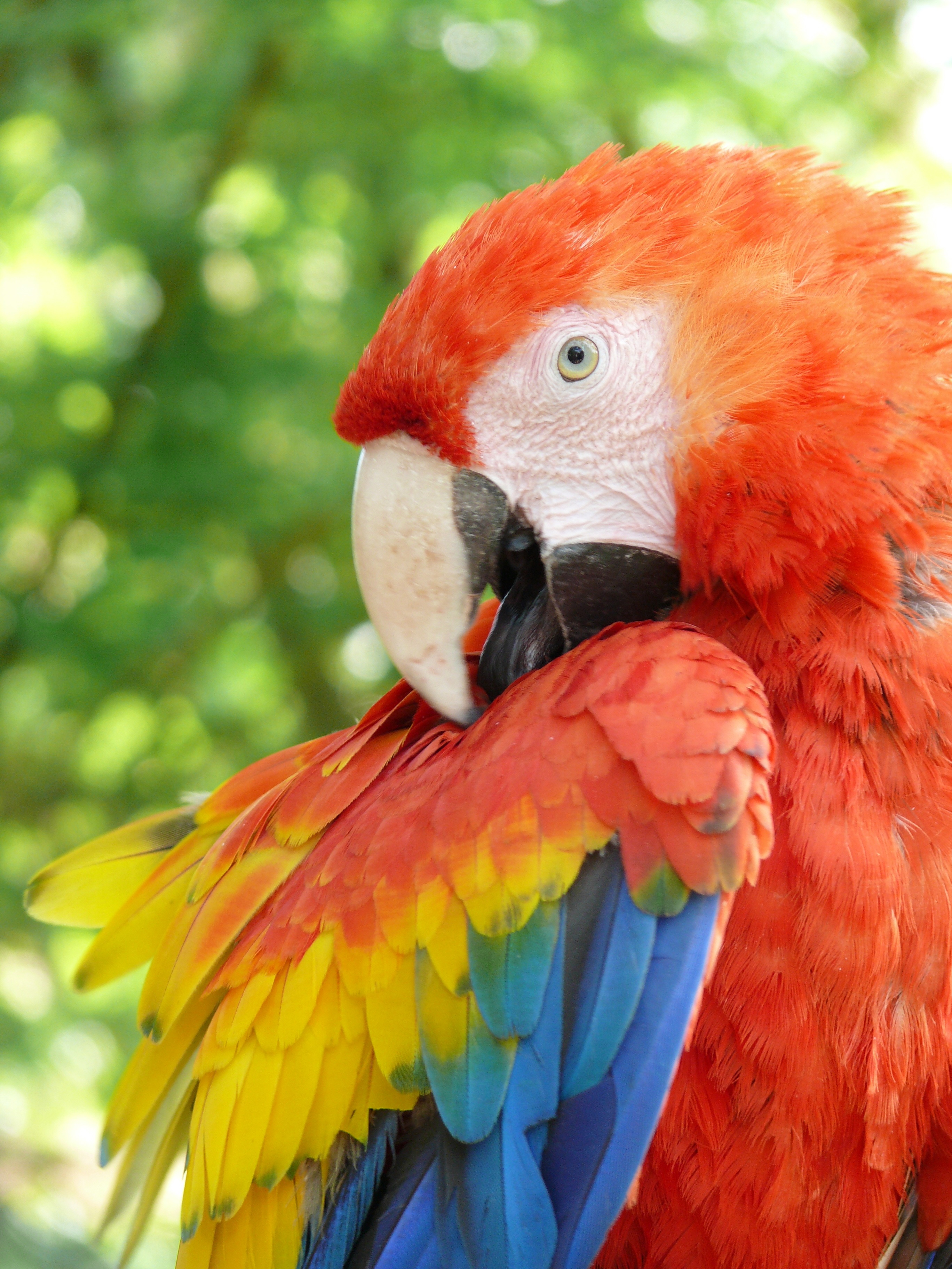 nature, pets, parrot, animal, scarlet macaw, red, 2K, one animal, animal eye, vertebrate, day, close-up, macaw, focus on foreground, wildlife, tropical Climate, Phone HD Wallpaper