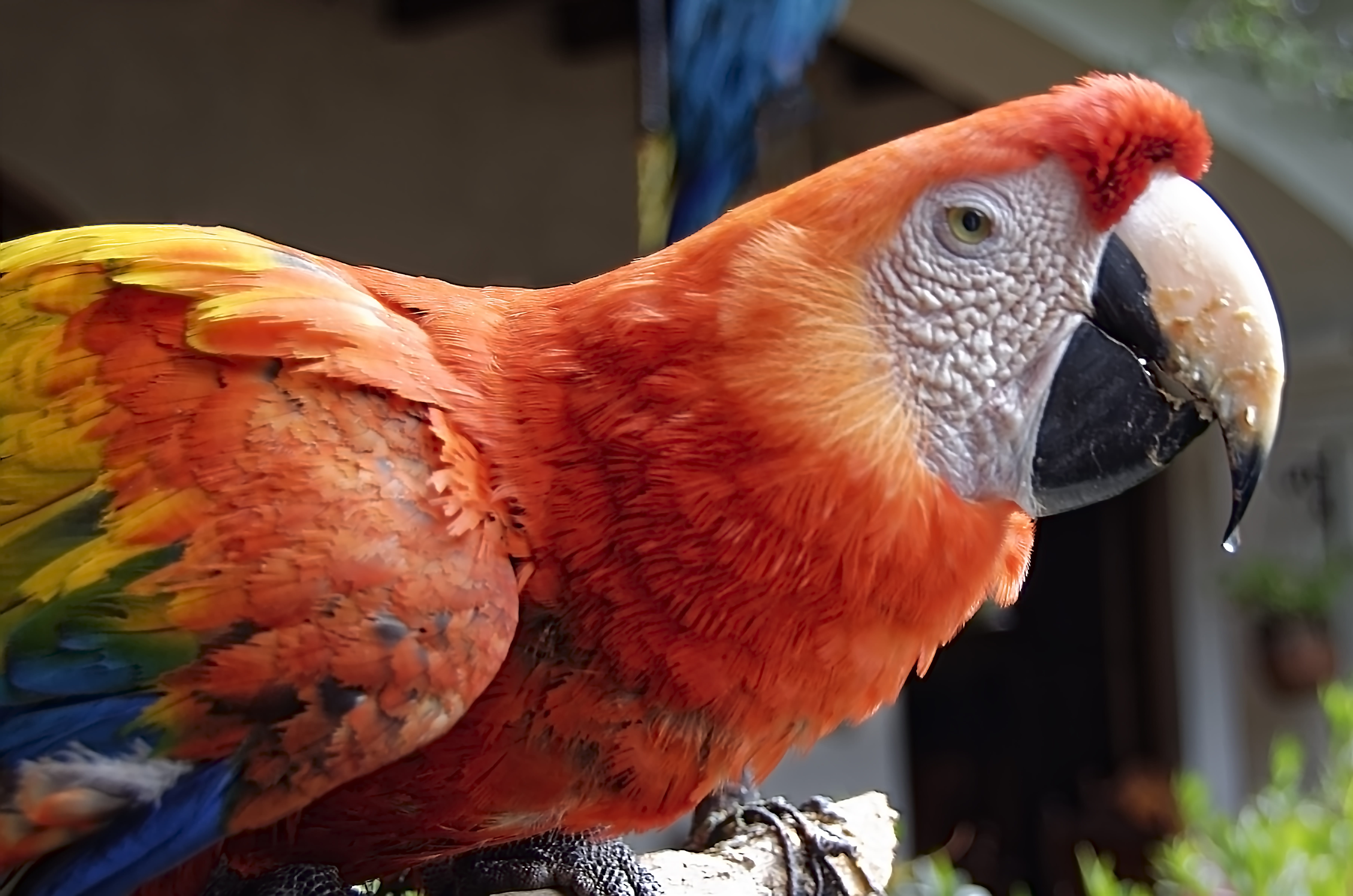 animal head, day, sunlight, bird, ara, animals in the wild, vertebrate, colorful, 5K, exotic, orange color, nature, animal wildlife, animal body part, HD Wallpaper