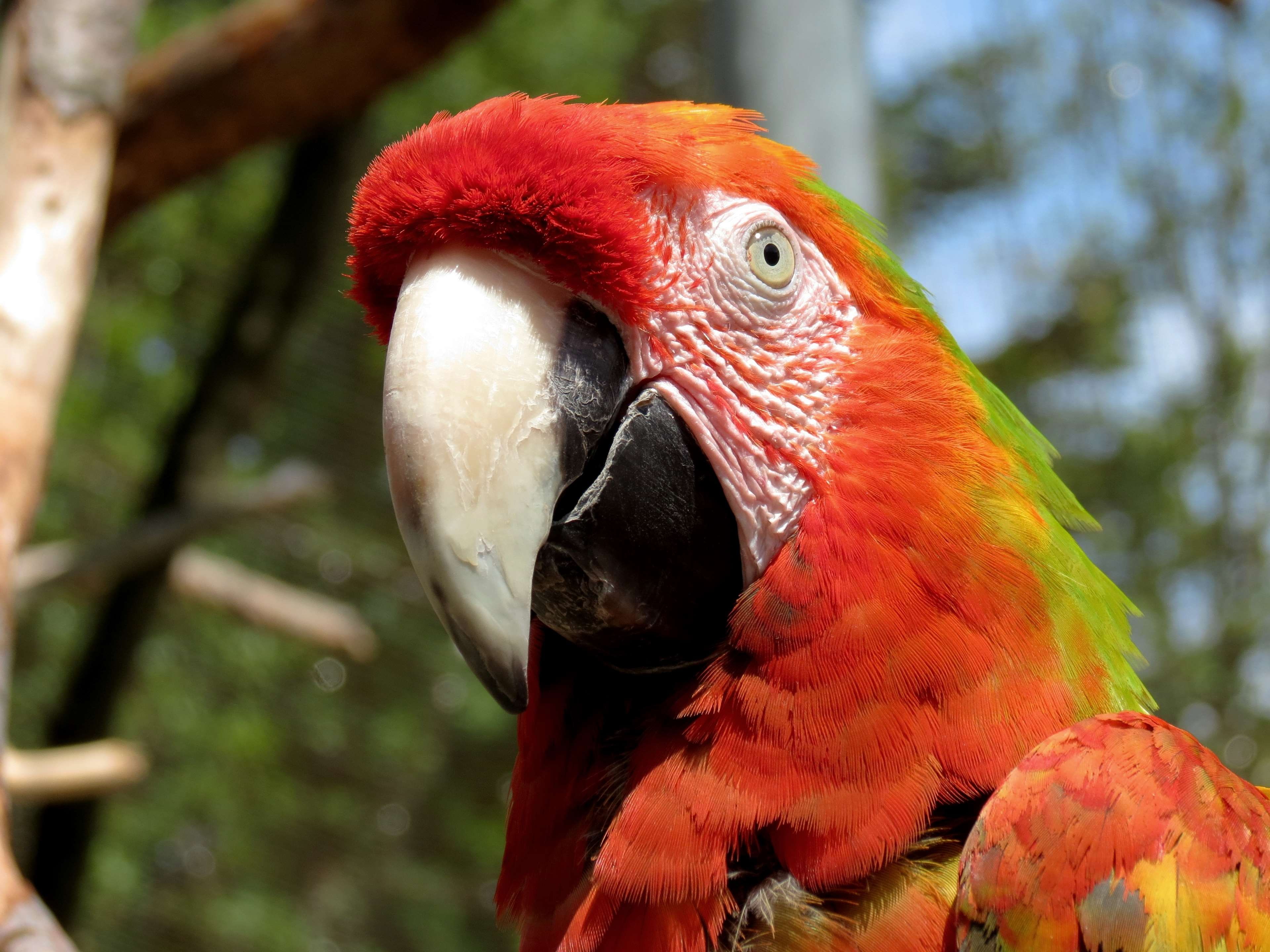 multi colored, vertebrate, animal eye, focus on foreground, animal themes, close, tropics, aviary, animals in the wild, head, day, macaw, 4K, animal, portrait, HD Wallpaper