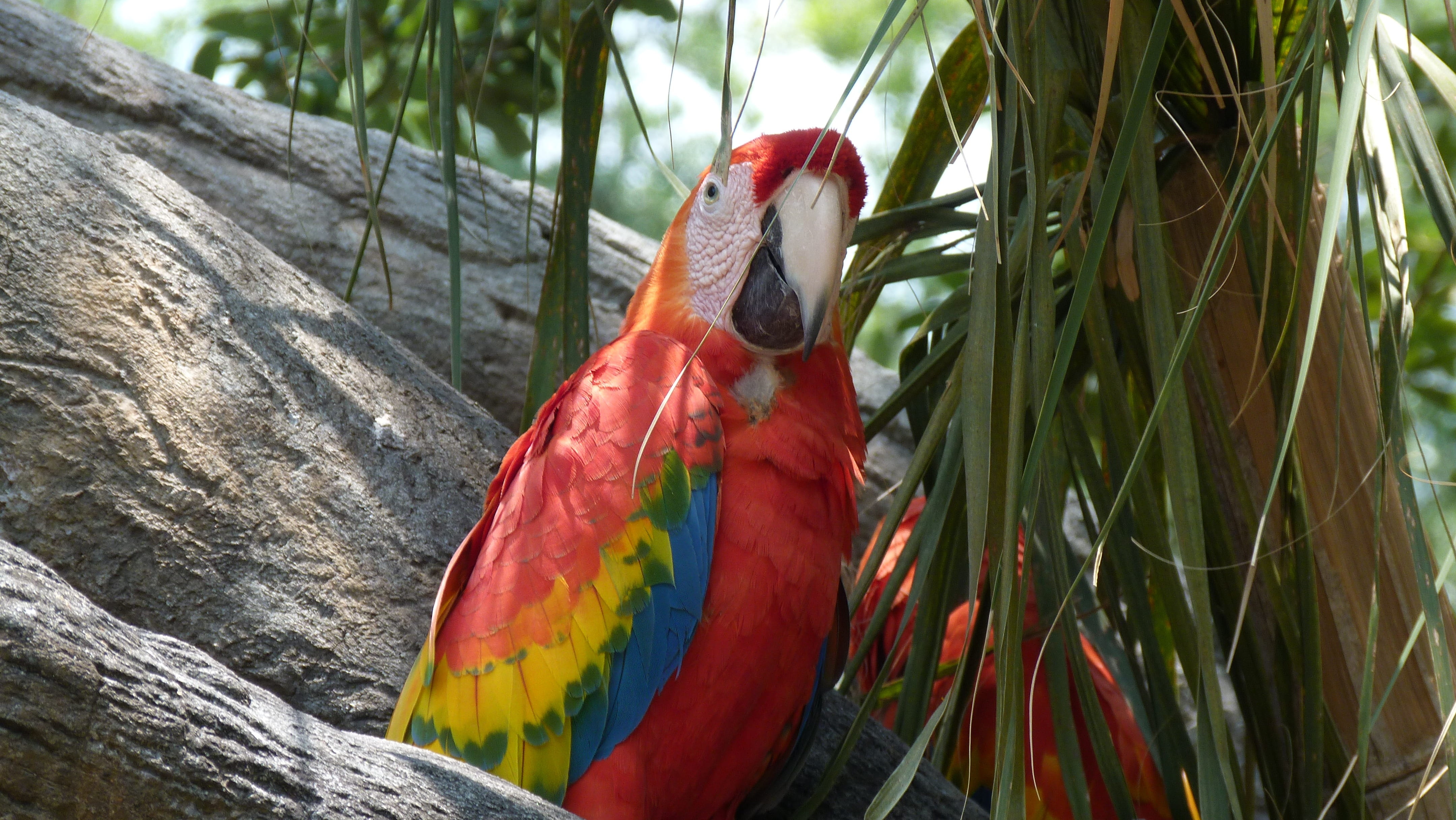 tropical Rainforest, pets, no people, one animal, vertebrate, animal, beak, scarlet macaw, Plumage, Parrot, Colorful, outdoors, animal wildlife, feather, HD Wallpaper
