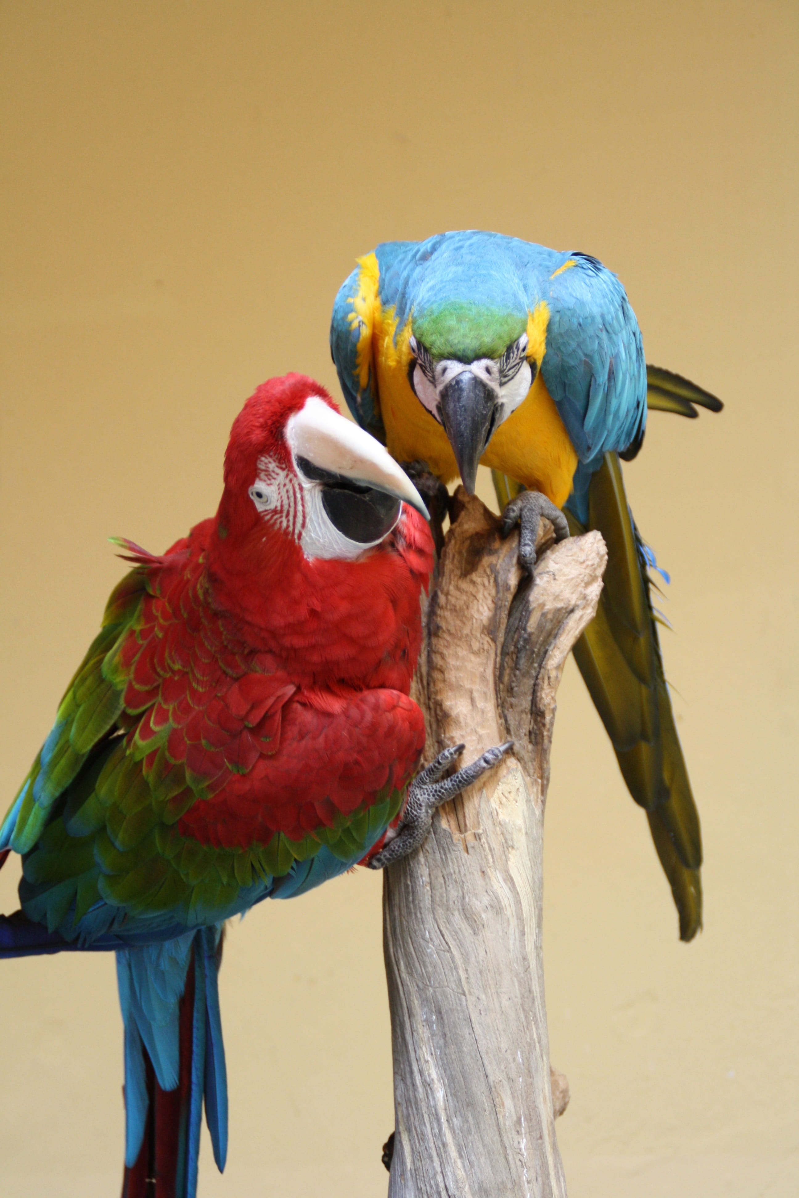color, wood - material, green, animal themes, outdoors, no people, nature, beautiful, blue, Ara, beak, animal wildlife, red, Bird, animals in the wild, Phone HD Wallpaper