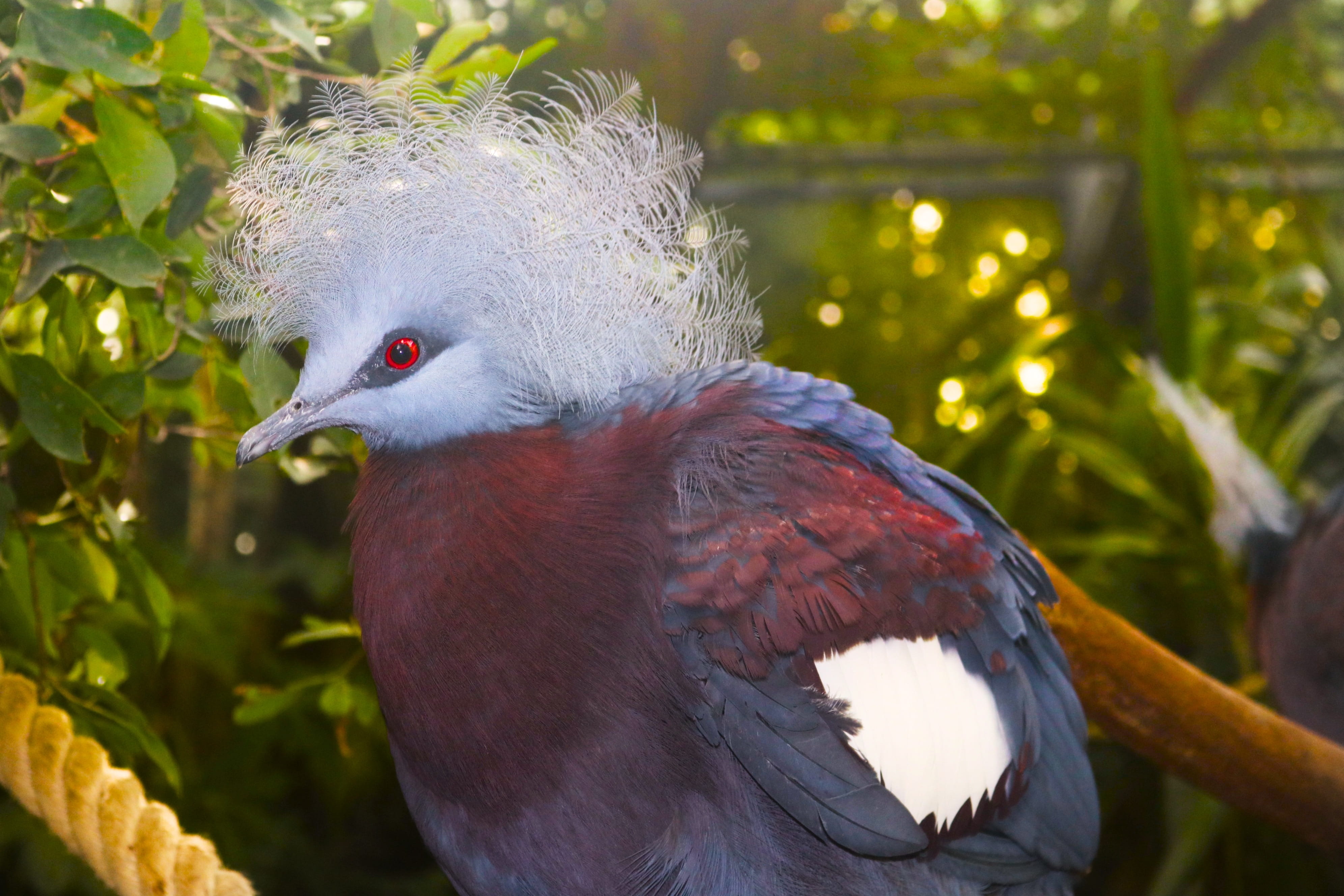 perching, 4K, ara, tree, colorful, nature, wing, focus on foreground, spring, plant, outdoors, feather, red, animal, animals in the wild, eye, beak, bird, HD Wallpaper