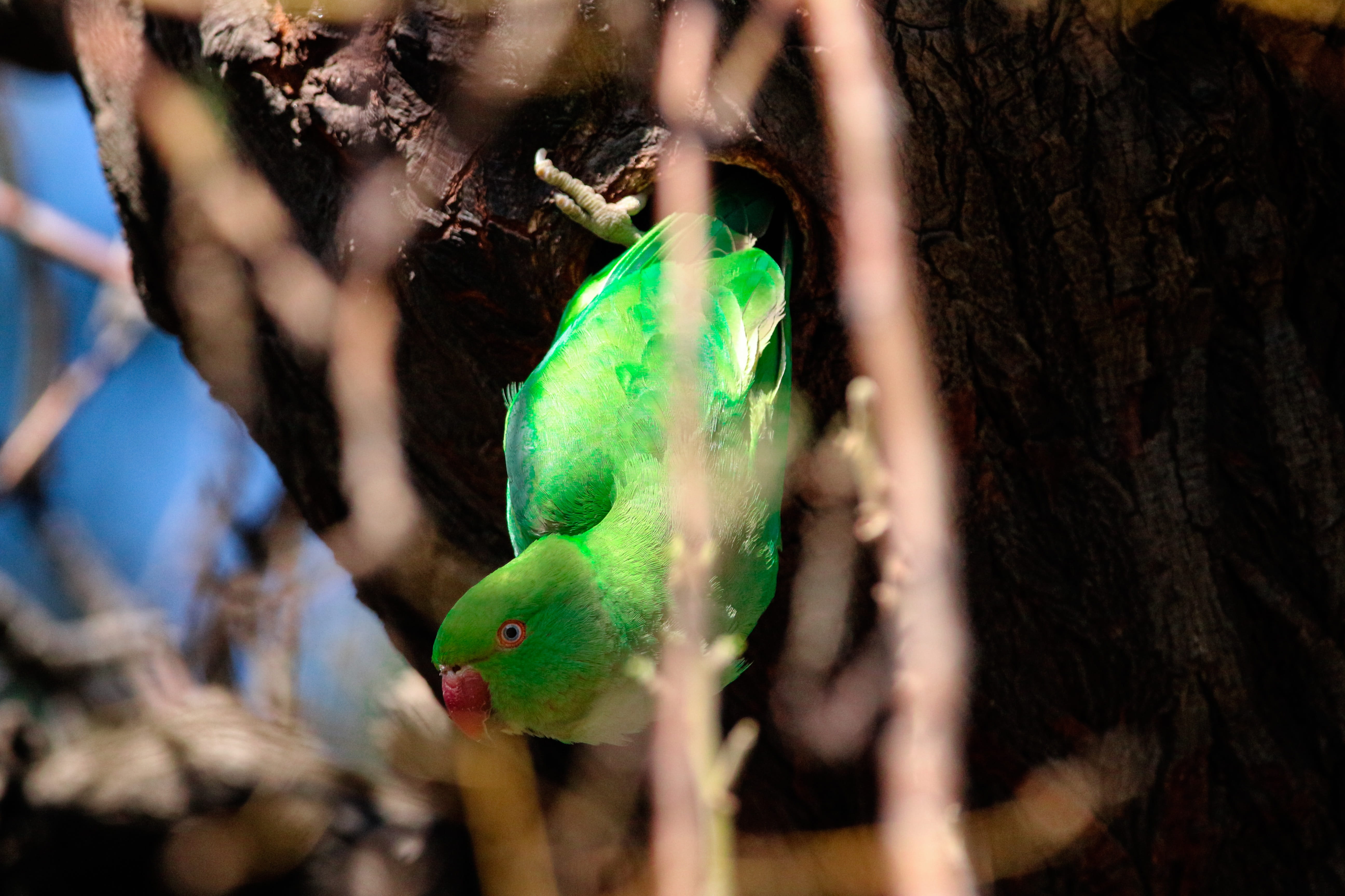 ara, green color, tree, vertebrate, branch, colorful, outdoors, bird, tree trunk, animal wildlife, nature, yellow, no people, 5K, parrots, head, pet, wildlife, HD Wallpaper