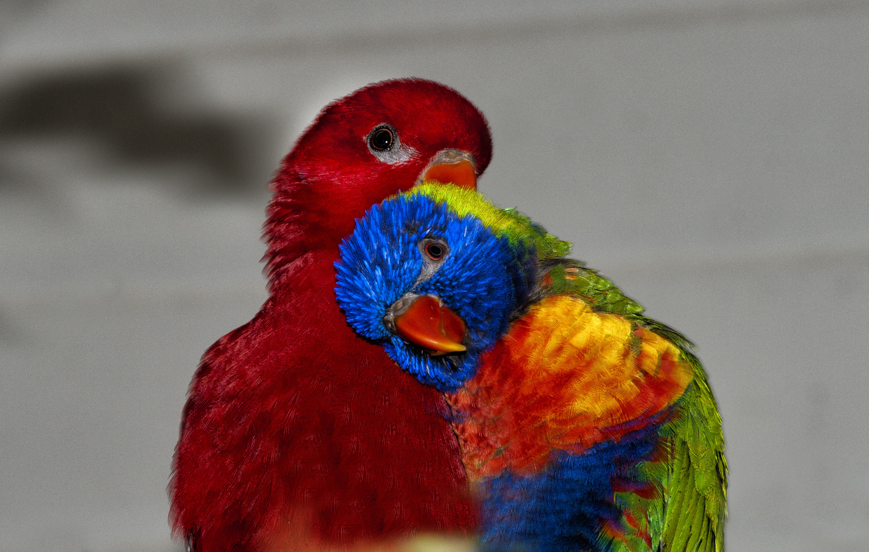 red, colors, parrot, day, selective, animal themes, animal body part, one animal, rainbow parrot, nature, ara, beak, lori red, animals in the wild, animal, HD Wallpaper