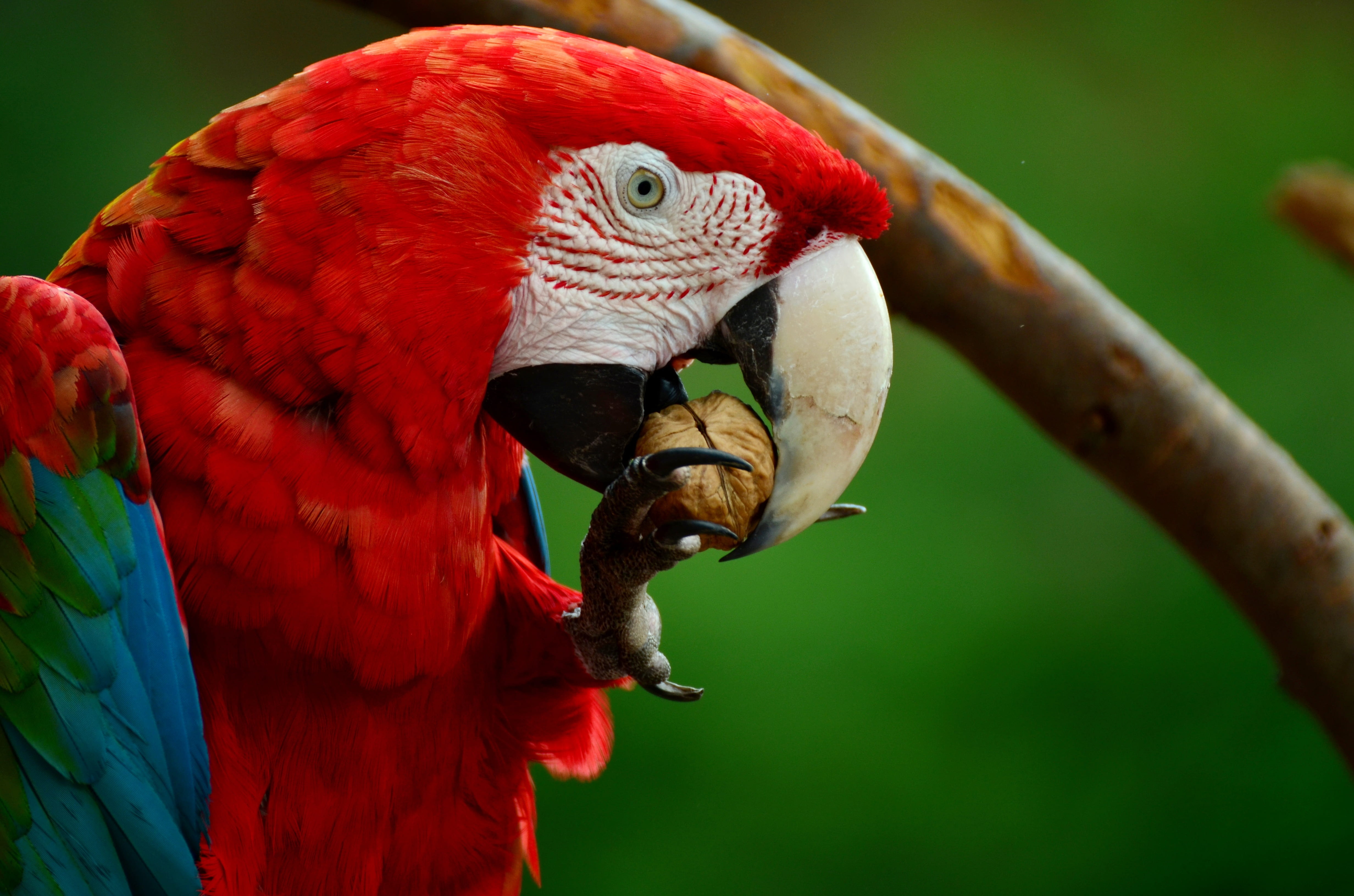 exotic, focus on foreground, close, ara, scarlet, head, animal wildlife, animal portrait, nature, nut, branch, animal themes, 4K, vertebrate, outdoors, HD Wallpaper