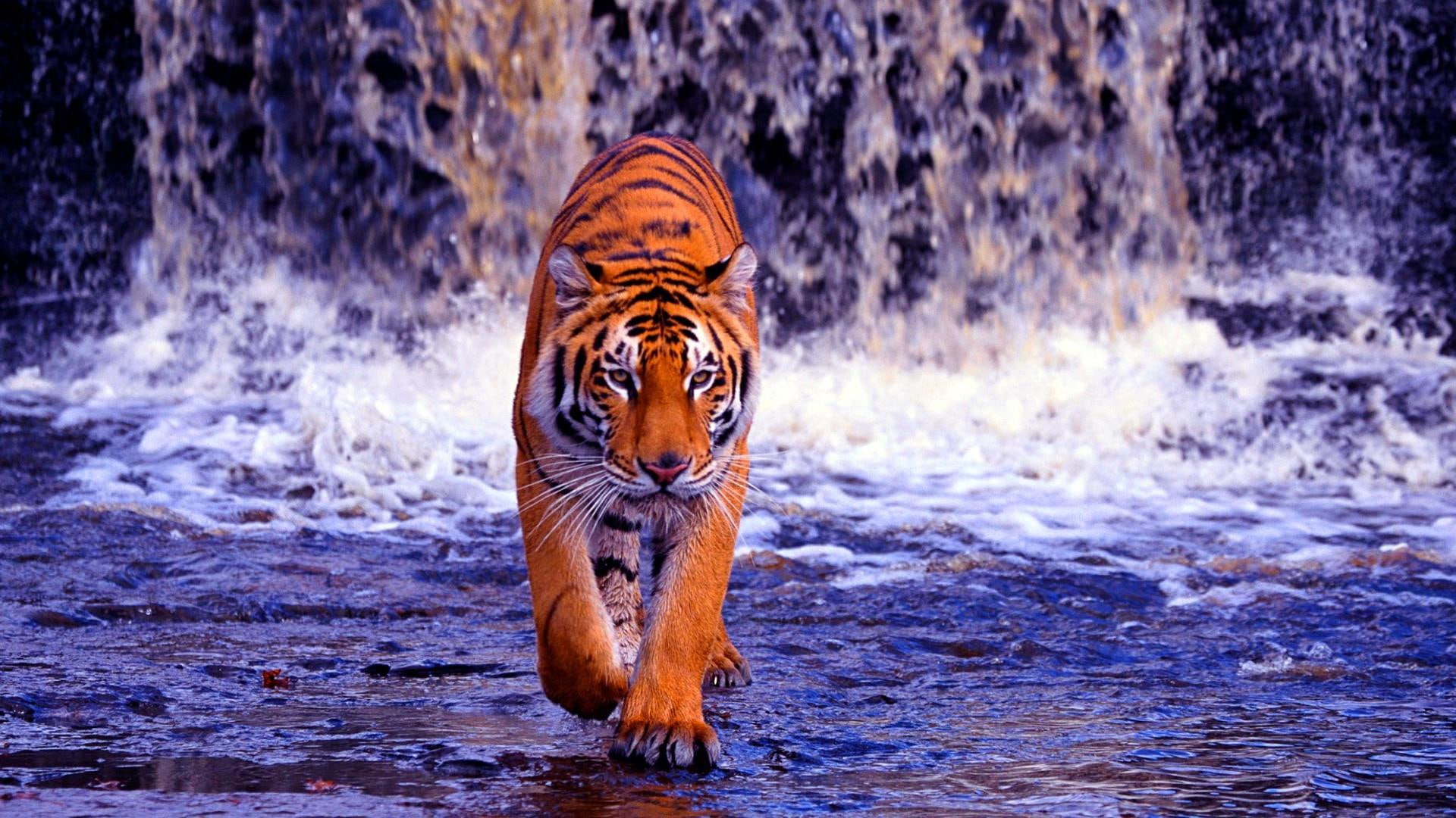 1080P, wild, tiger, waterfall, water, wild cat, wildlife, HD Wallpaper