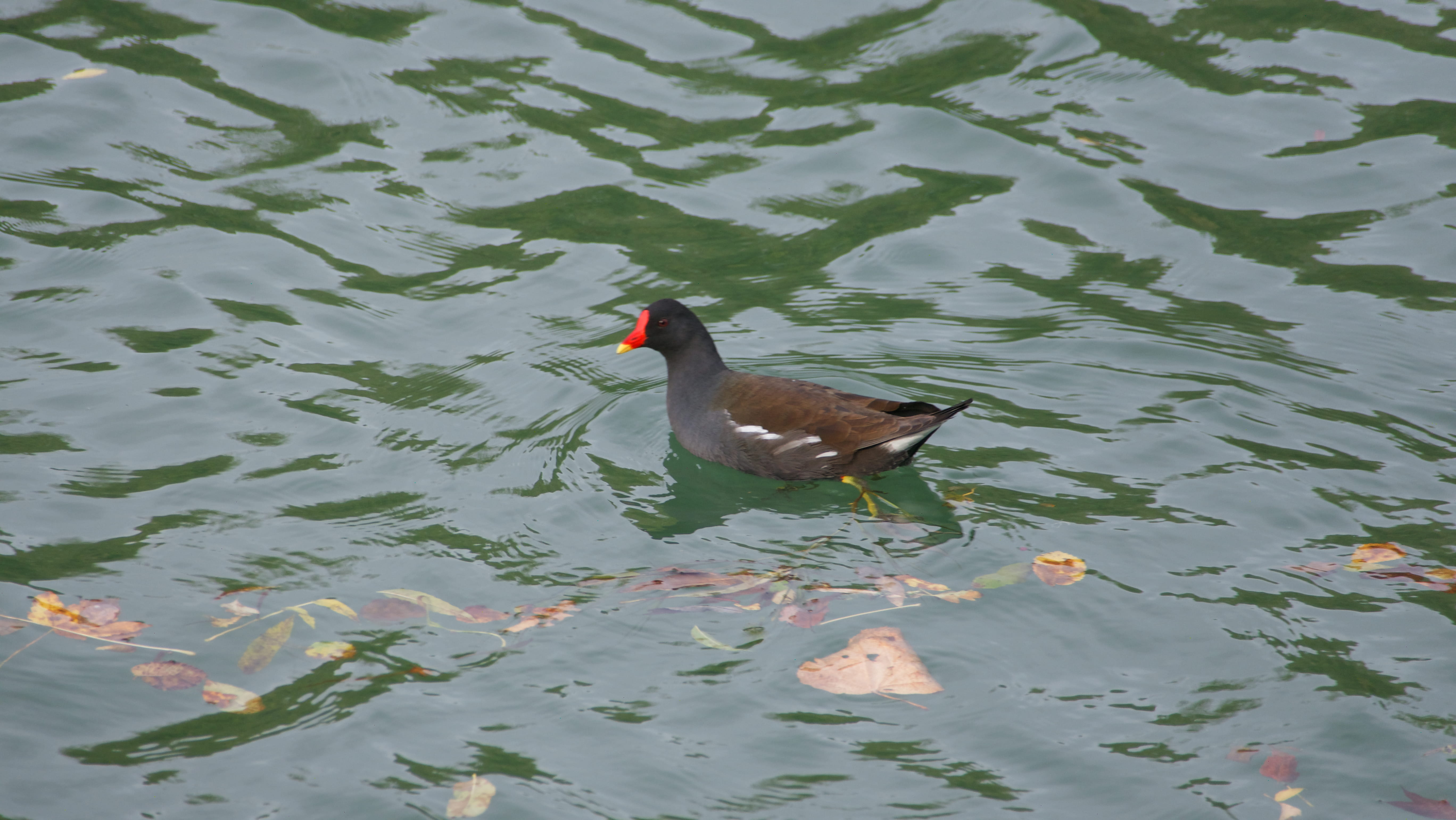waterfront, animal wildlife, animal neck, one animal, poultry, floating on water, high angle view, water bird, lake, swimming, water, gallinule, nature, HD Wallpaper