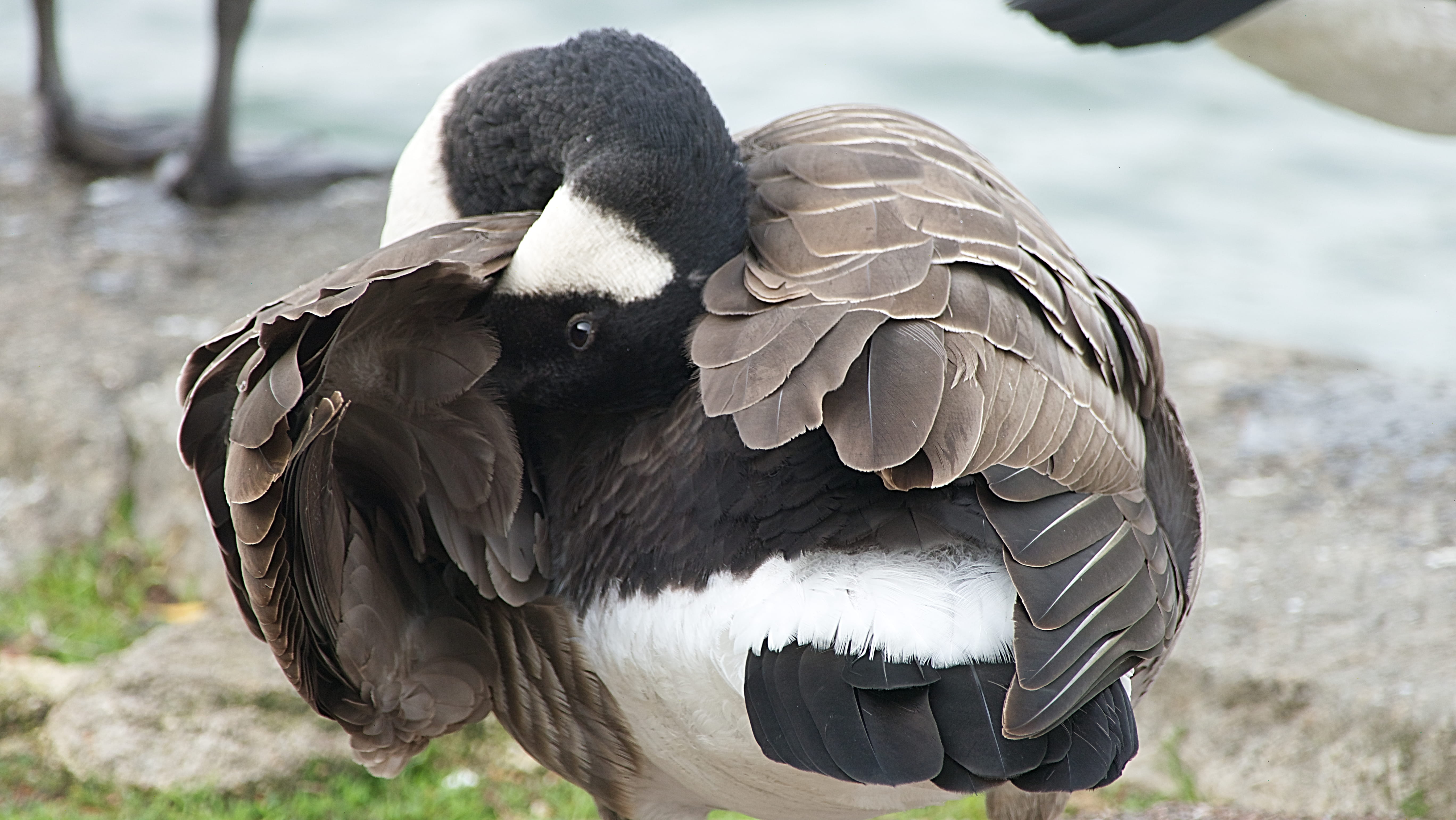 oiseau, vulture, animal wildlife, bird, animal wing, goose, feather, animal body part, beak, 5K, nature, vertebrate, oie, focus on foreground, day, people, HD Wallpaper