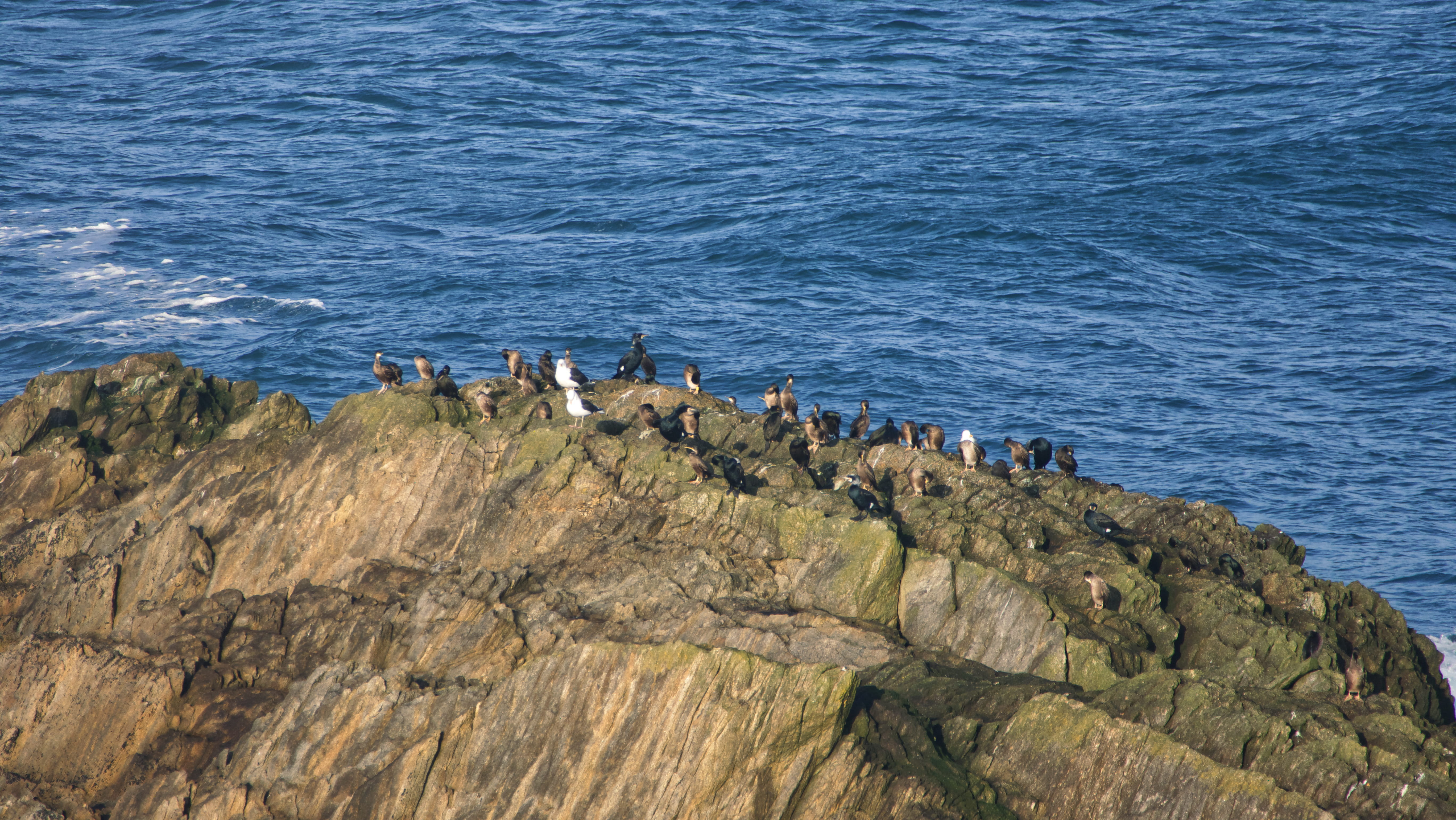 plougonvelin, high angle view, sea, ocean, cormorant, animal themes, group of animals, water, puffin, vertebrate, 5K, rock - object, shoreline, outdoors, HD Wallpaper