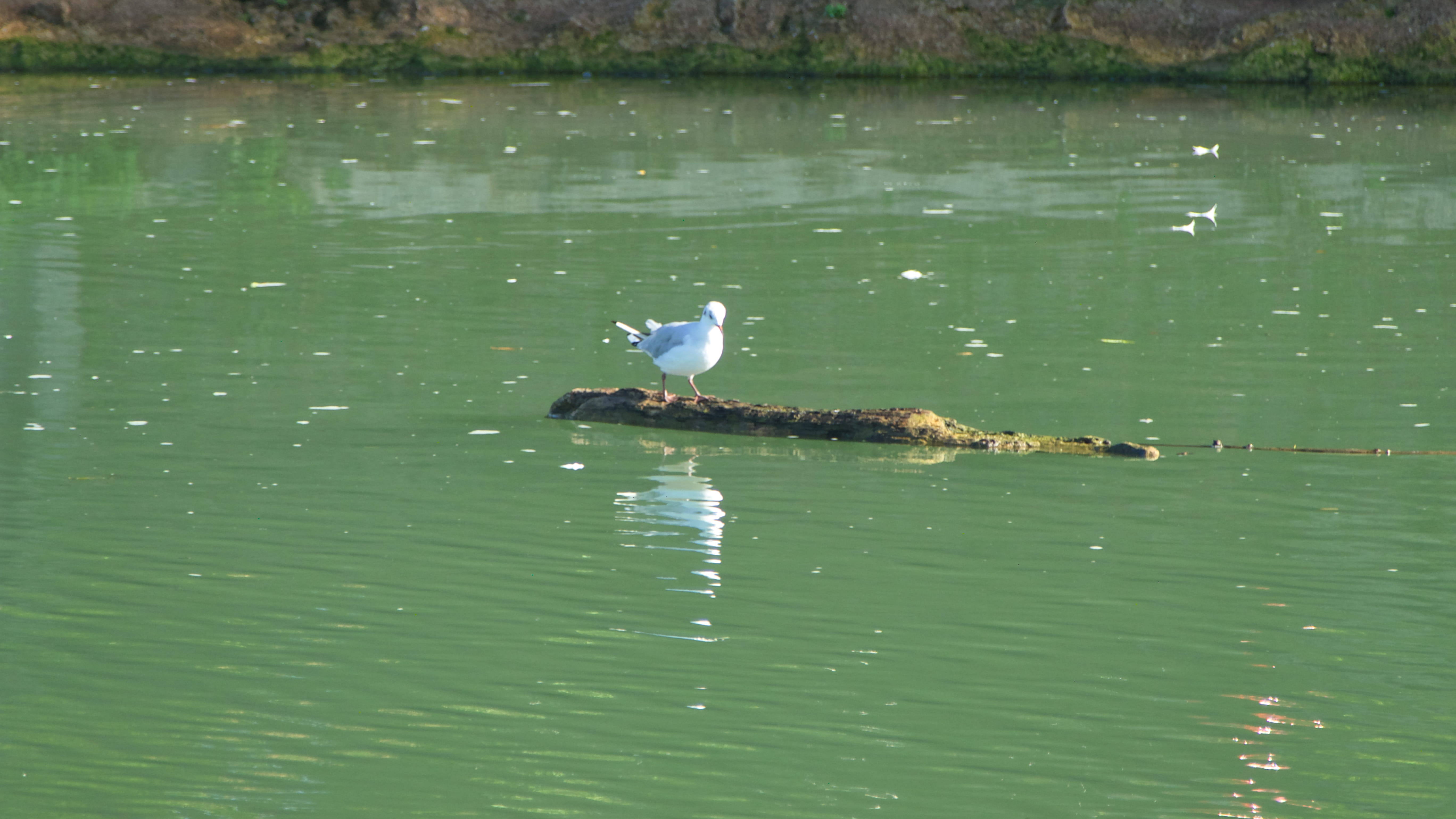 seagull, mouette, animal, 5K, green color, waterfront, water, animal themes, beauty in nature, lake, reflection, day, 53 quai du pré long, france, animals in the wild, HD Wallpaper