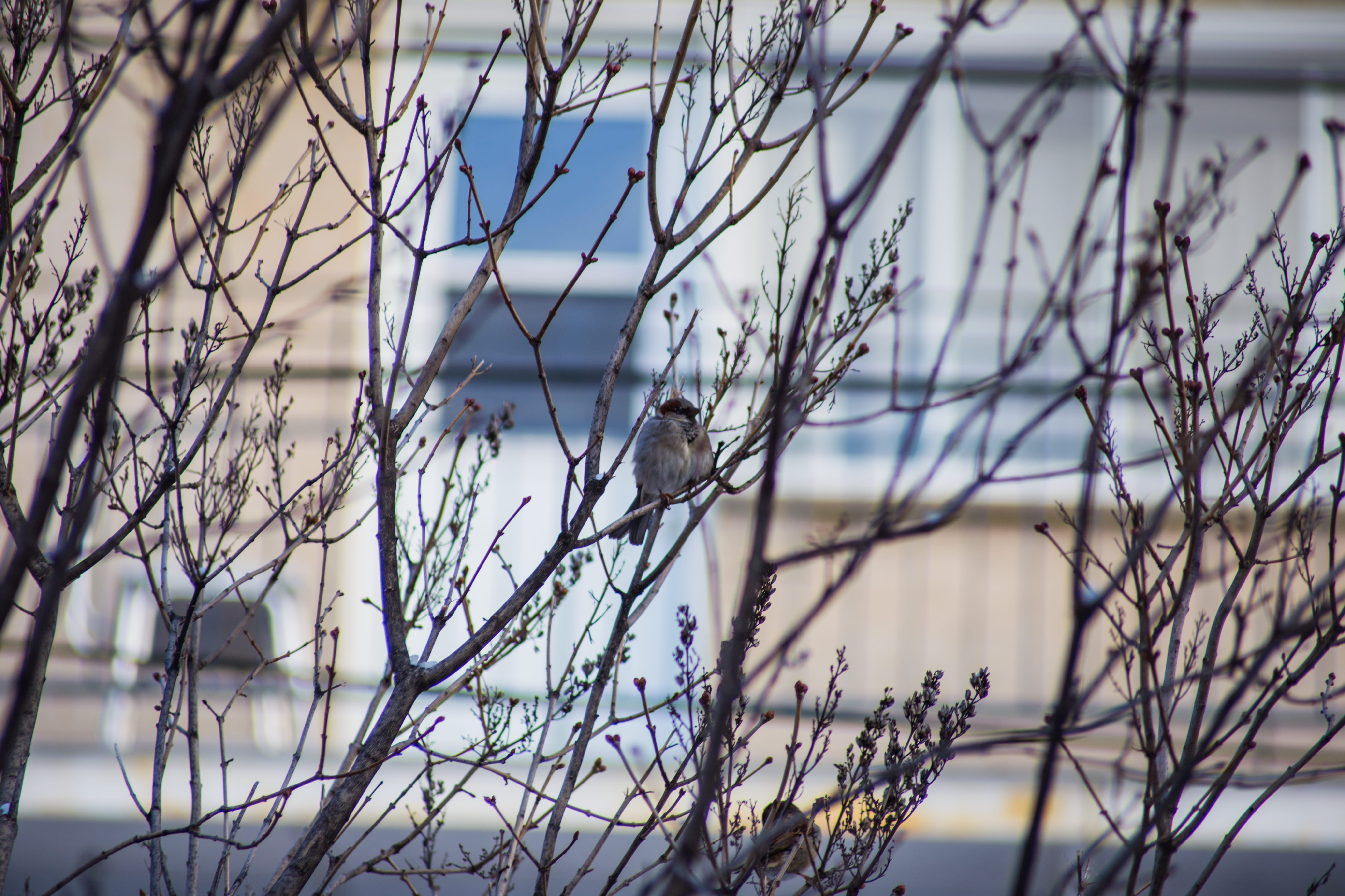 winter, tree, one animal, nature, wildlife, day, passerine, bird, city, focus on foreground, dead plant, animal wildlife, cold temperature, oiseau, dry, HD Wallpaper