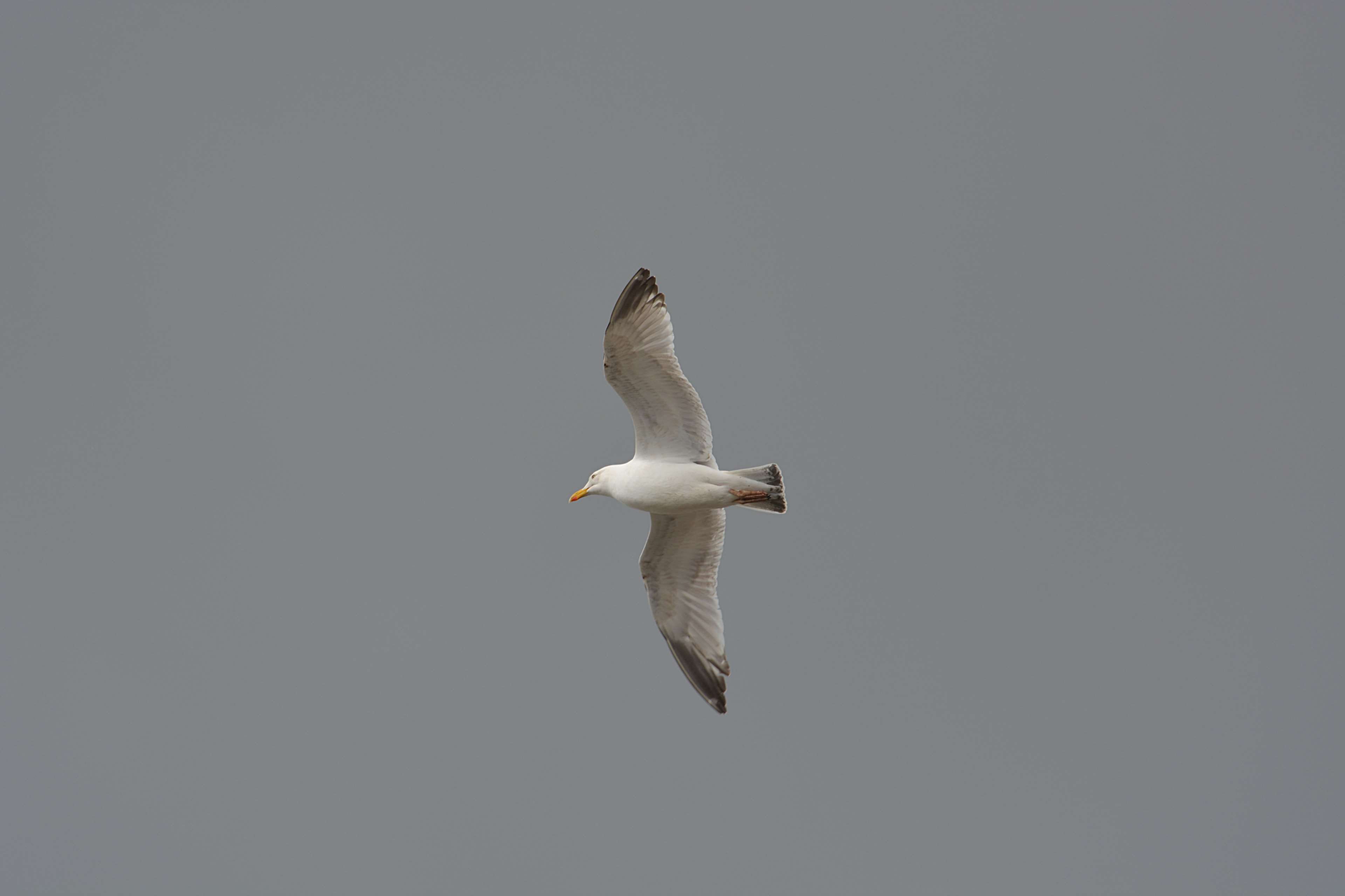 nature, low angle view, bird, mid-air, animal, oiseau, outdoors, full length, mouette, sky, flying, animaux, ciel, no people, animals in the wild, animalier, HD Wallpaper