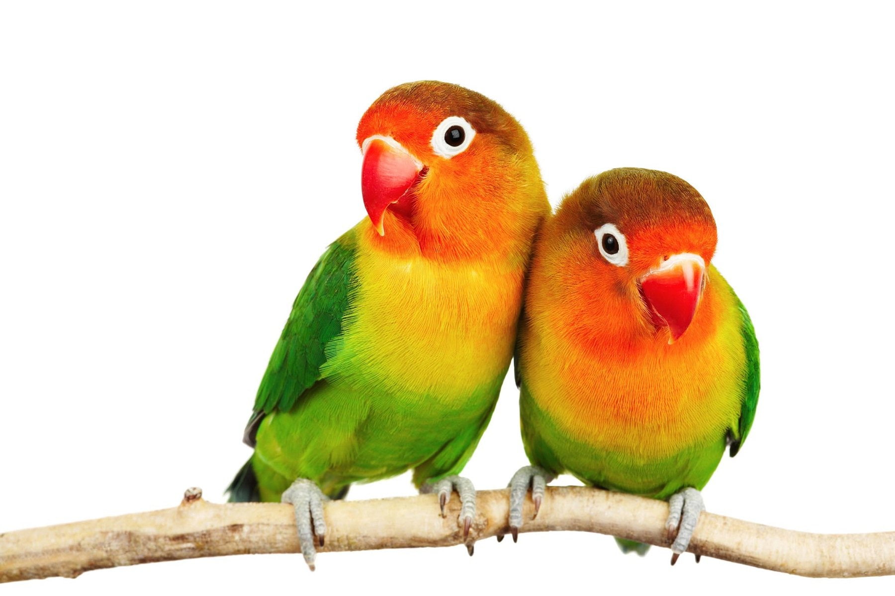 nature, bird, animals in the wild, parakeet, vertebrate, birds, branch, perching, animal themes, green color, 720P, beak, white background, animal, love, HD Wallpaper