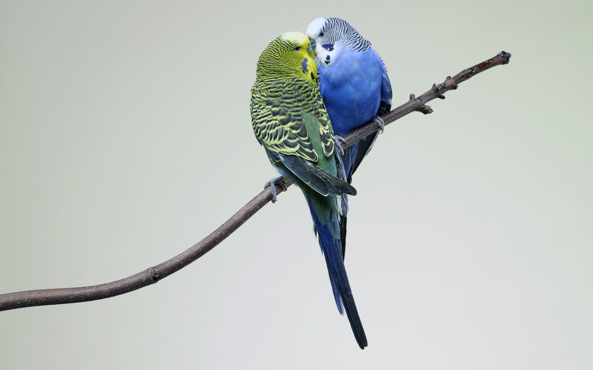 animal wildlife, focus on foreground, outdoors, bird, no people, beauty in nature, plant, parrot, Birds, Love, vertebrate, green, Kiss, low angle view, HD Wallpaper