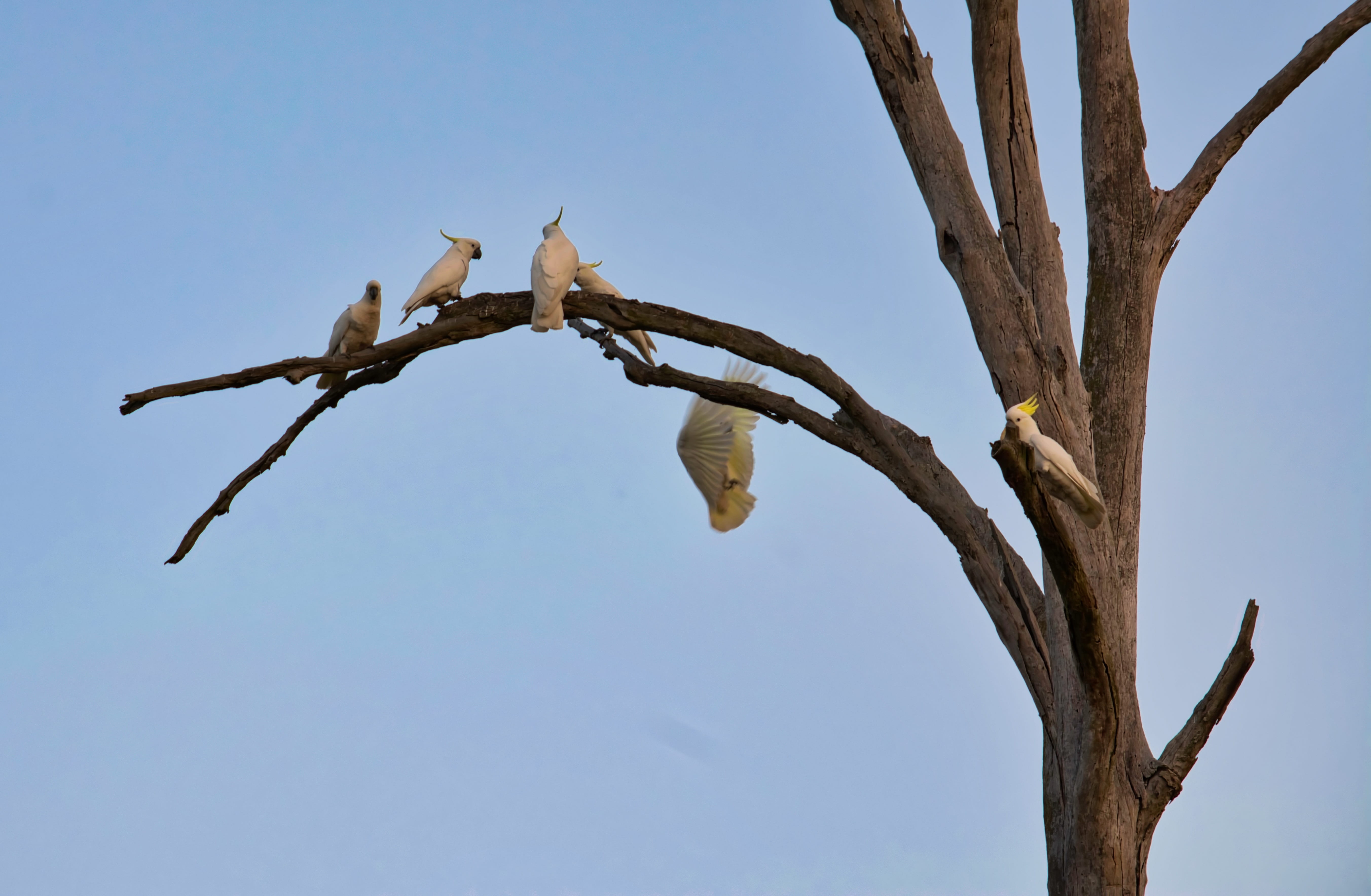 bare tree, wildlife, blue, low angle view, animal themes, tree trunk, outdoors, bird, nature, plant, perching, no people, vertebrate, tree, animal, day, HD Wallpaper