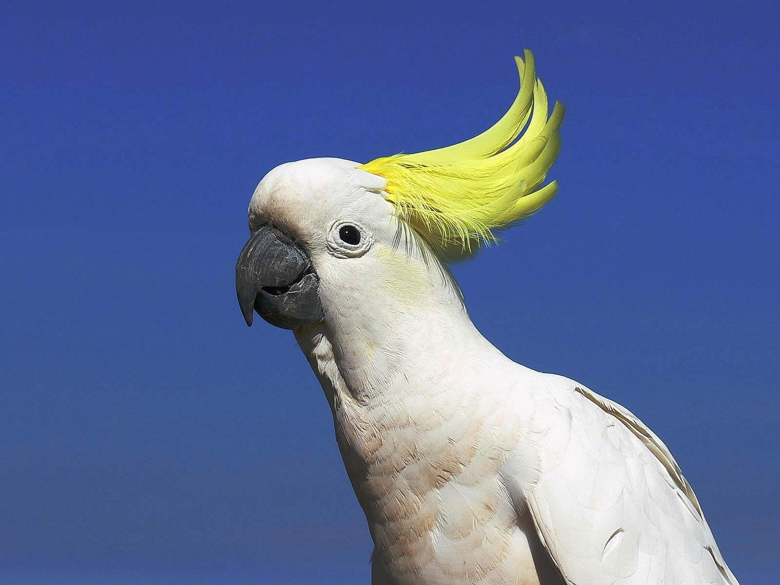 Sulphur-crested cockatoo, Cockatoo, Birds, 720P, HD Wallpaper