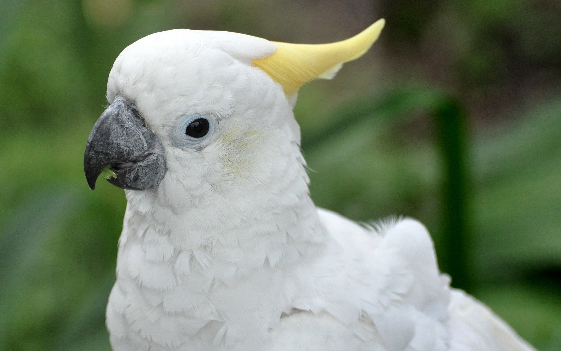 Sulphur-crested cockatoo, 1080P, Birds, HD Wallpaper