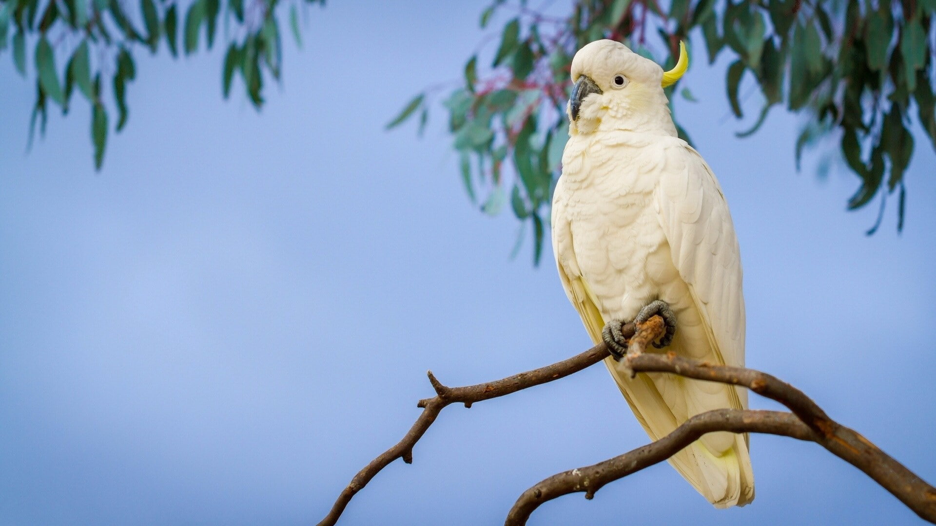 1080P, sulphur crested cockatoo, HD Wallpaper