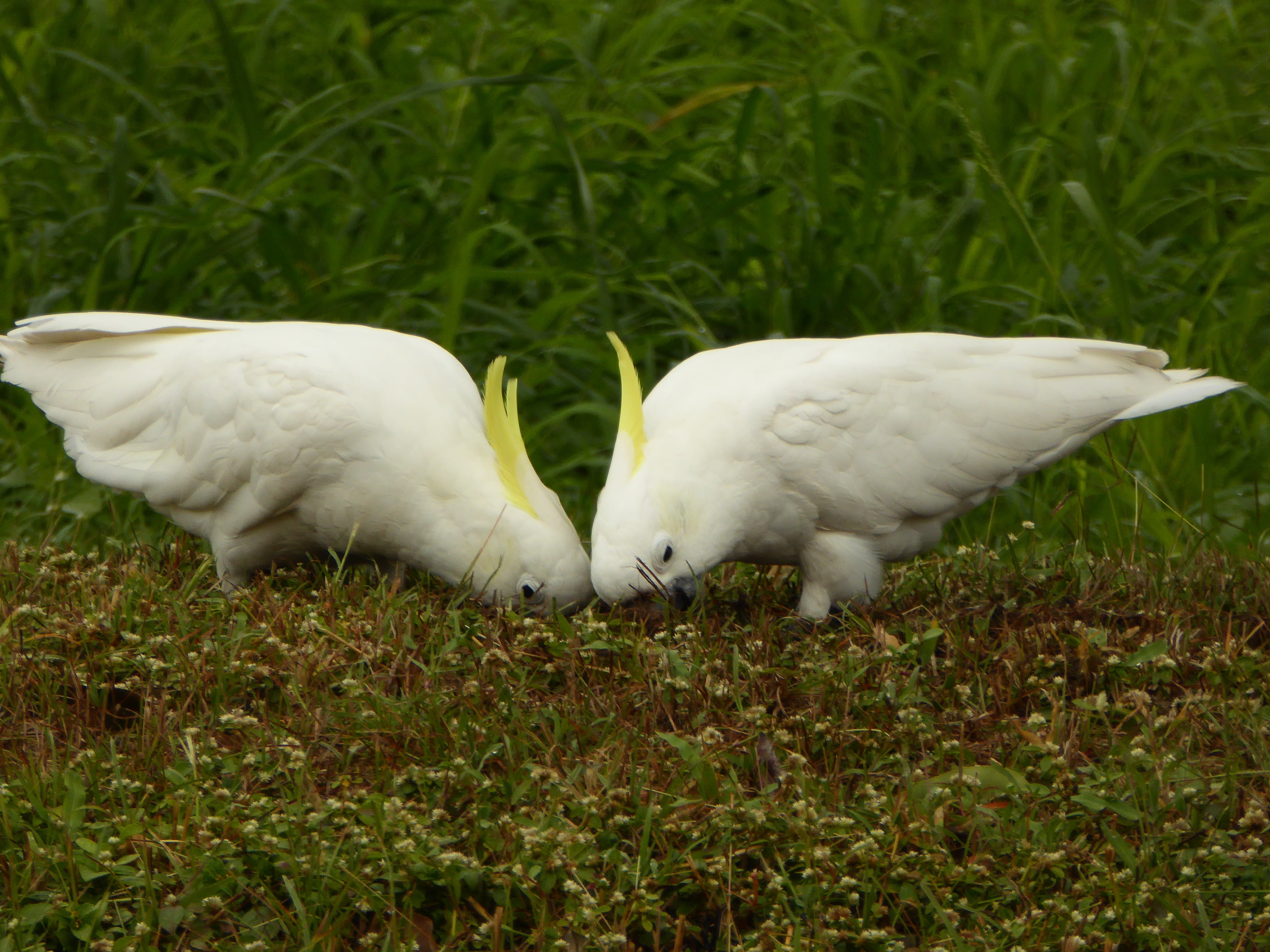 animal themes, two animals, parrot, grass, day, land, no people, outdoors, vertebrate, field, 4K, togetherness, bird, cockatoo, pair, nature, australia, HD Wallpaper