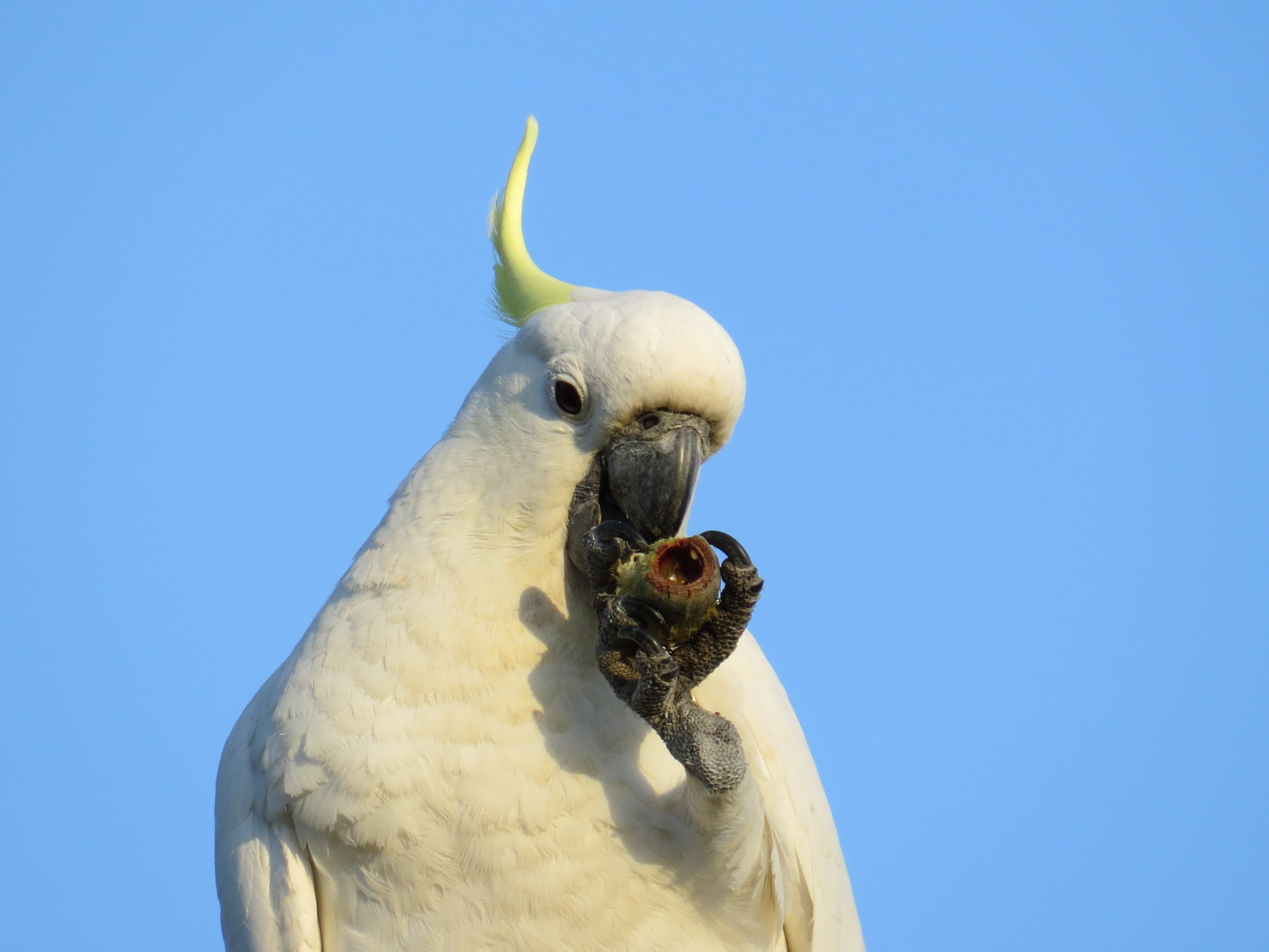 wildlife, colourful, parrots, feather, clear sky, flight, birds, crested, copy space, animal head, sulphur-crested, color, portrait, native, avian, day, HD Wallpaper