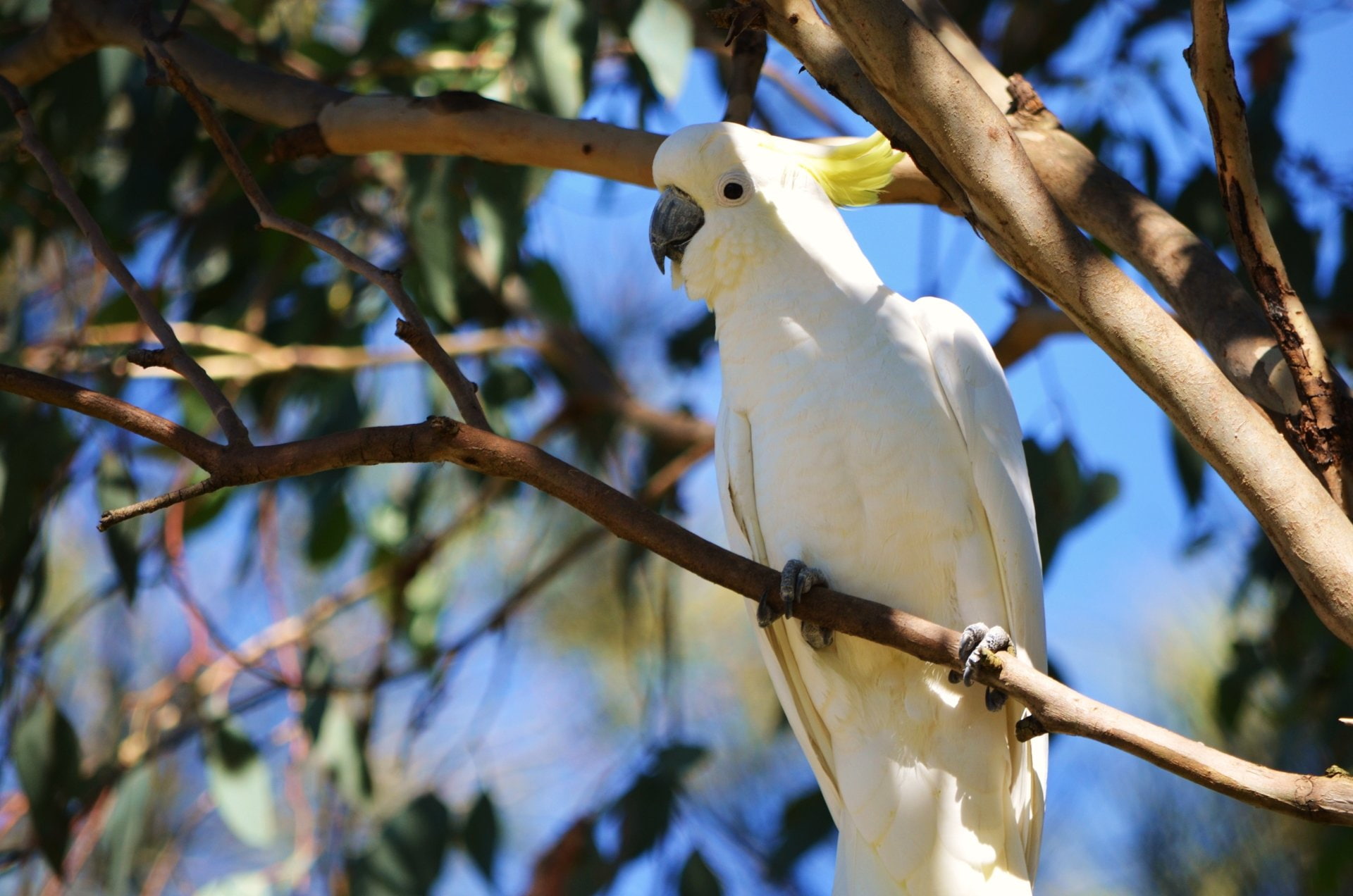 1080P, Cockatoo, Sulphur-crested cockatoo, Birds, HD Wallpaper