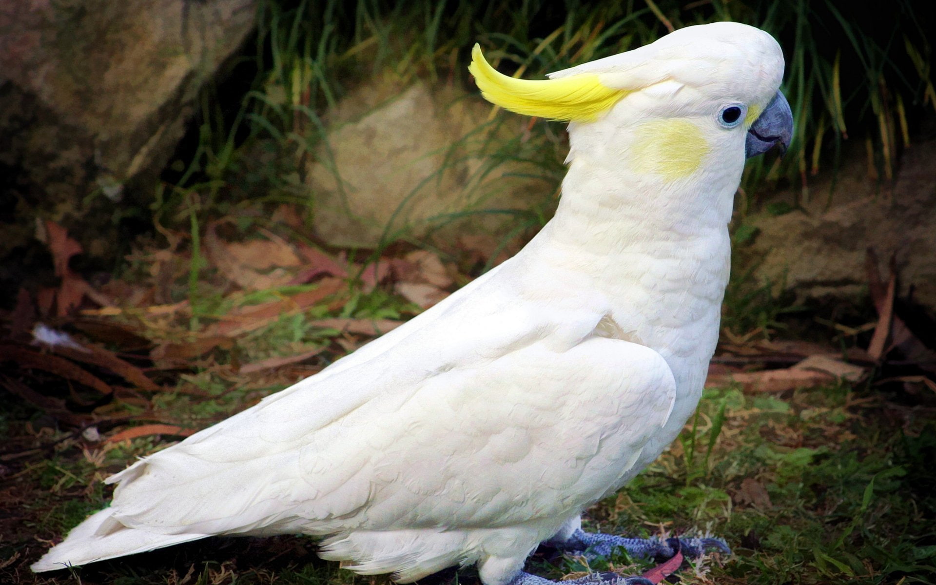 Birds, 1080P, Sulphur-crested cockatoo, Bird, Parrot, HD Wallpaper