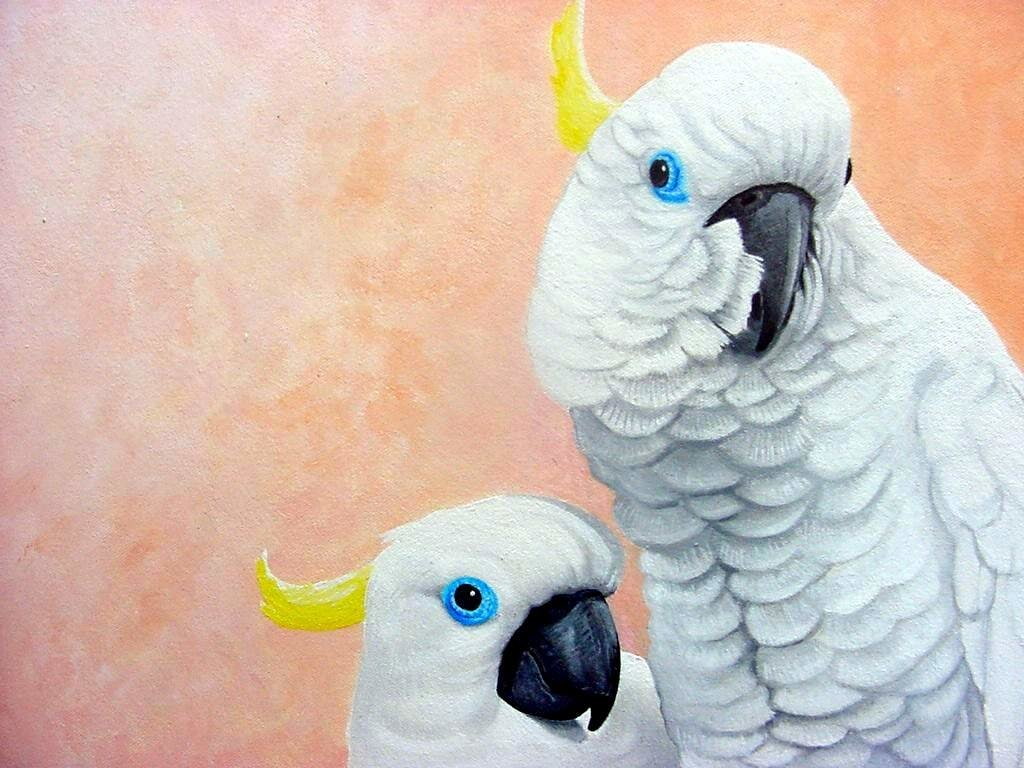 close-up, animal head, 480P, animal wildlife, Sulphur-crested cockatoo, group of animals, two animals, parrot, animal, feather, Birds, no people, pink color, HD Wallpaper