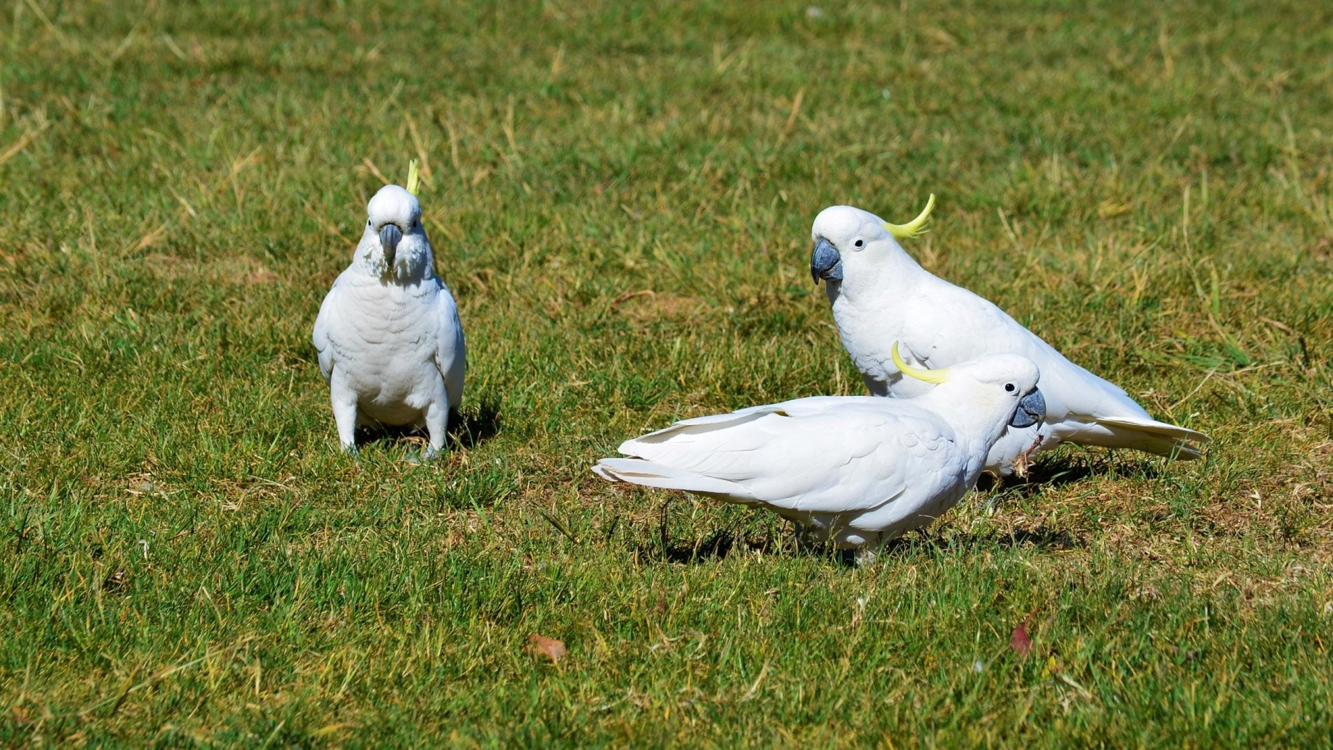 1080P, Birds, Cockatoo, Bird, Sulphur-crested Cockatoo, HD Wallpaper