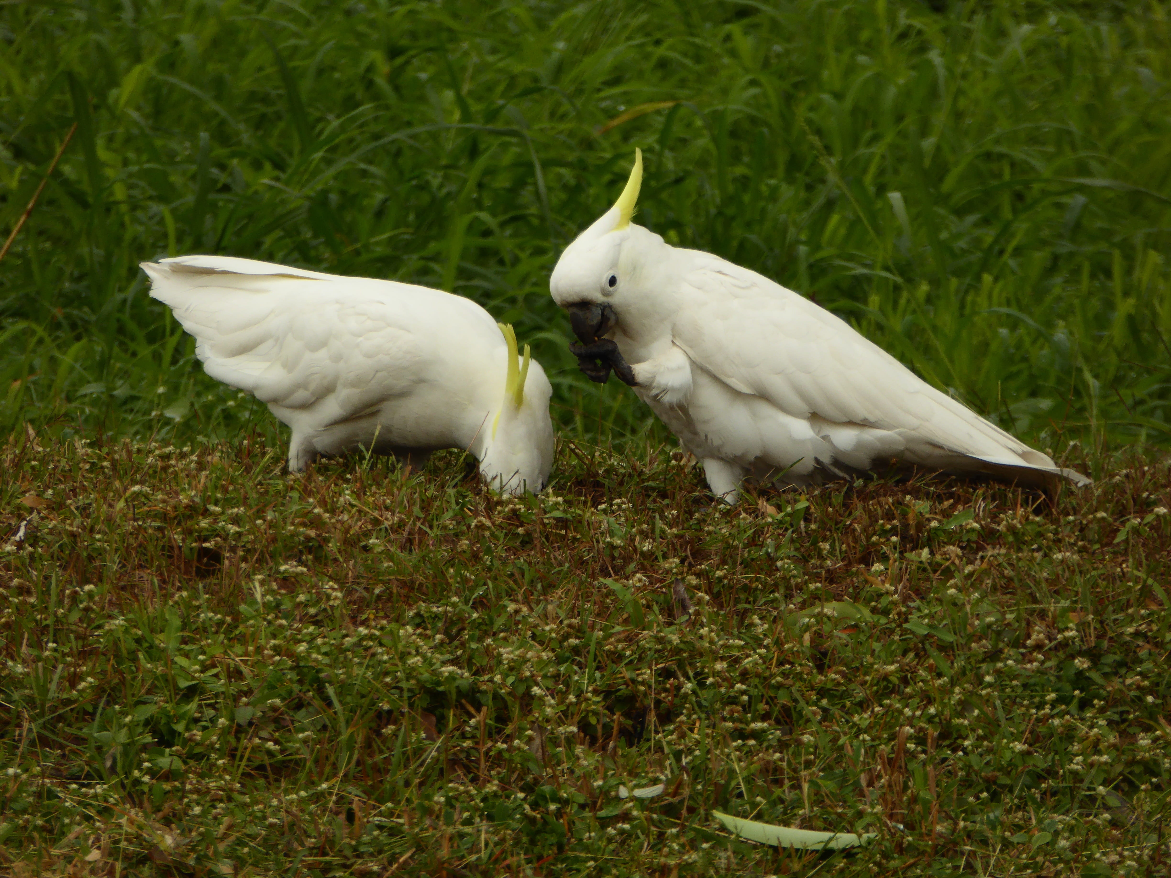 australia, wildlife, animal body part, outdoors, Bird, two animals, plant, Cockatoo, animals in the wild, field, animal themes, grass, day, Sulphur, sulphur crested, HD Wallpaper