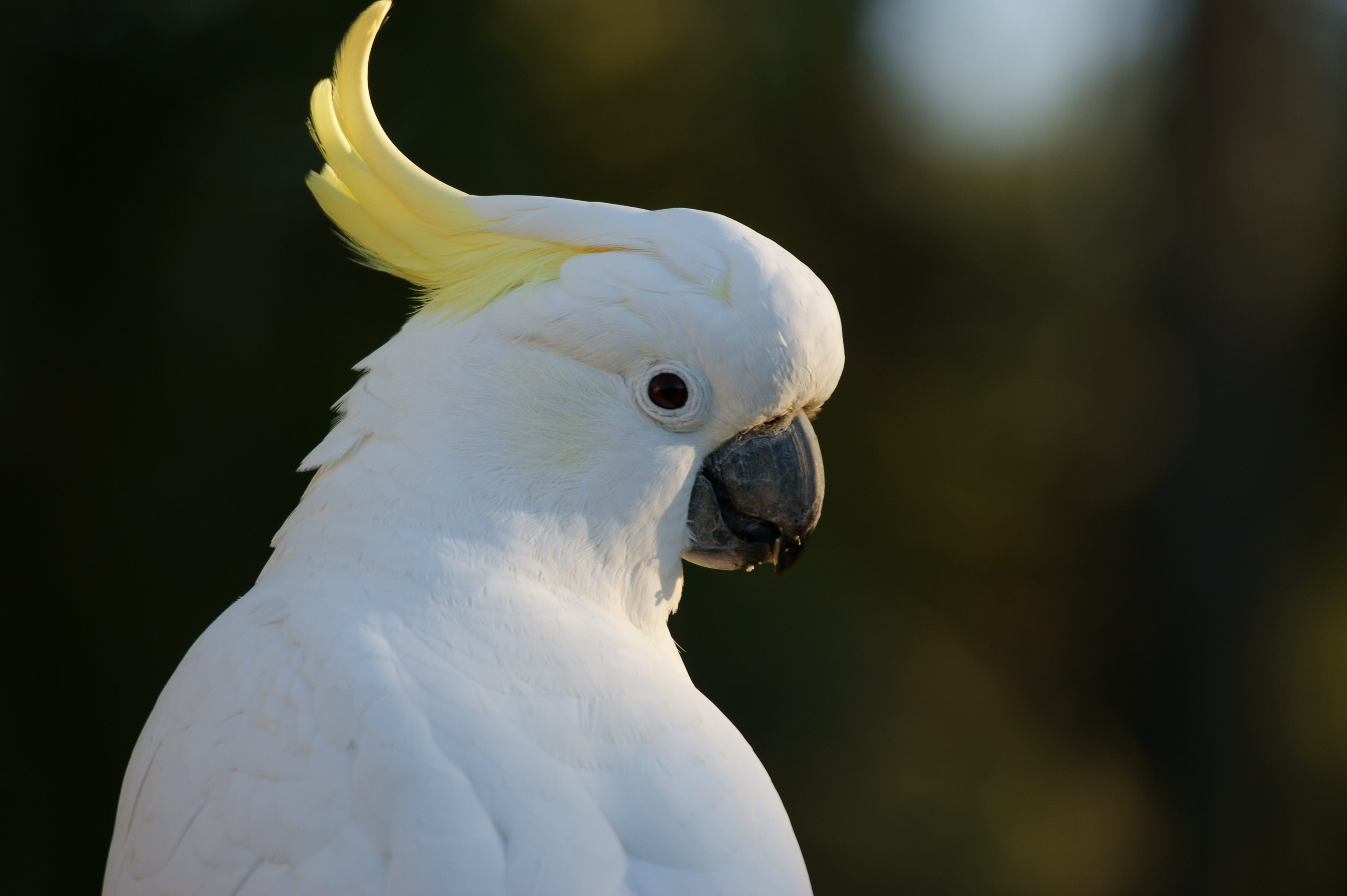 outdoors, colorful, portrait, bird, animals in the wild, crested, 4K, animal, tropical, australia, profile view, cockatoo, white, white color, sulphur crested cockatoo, HD Wallpaper