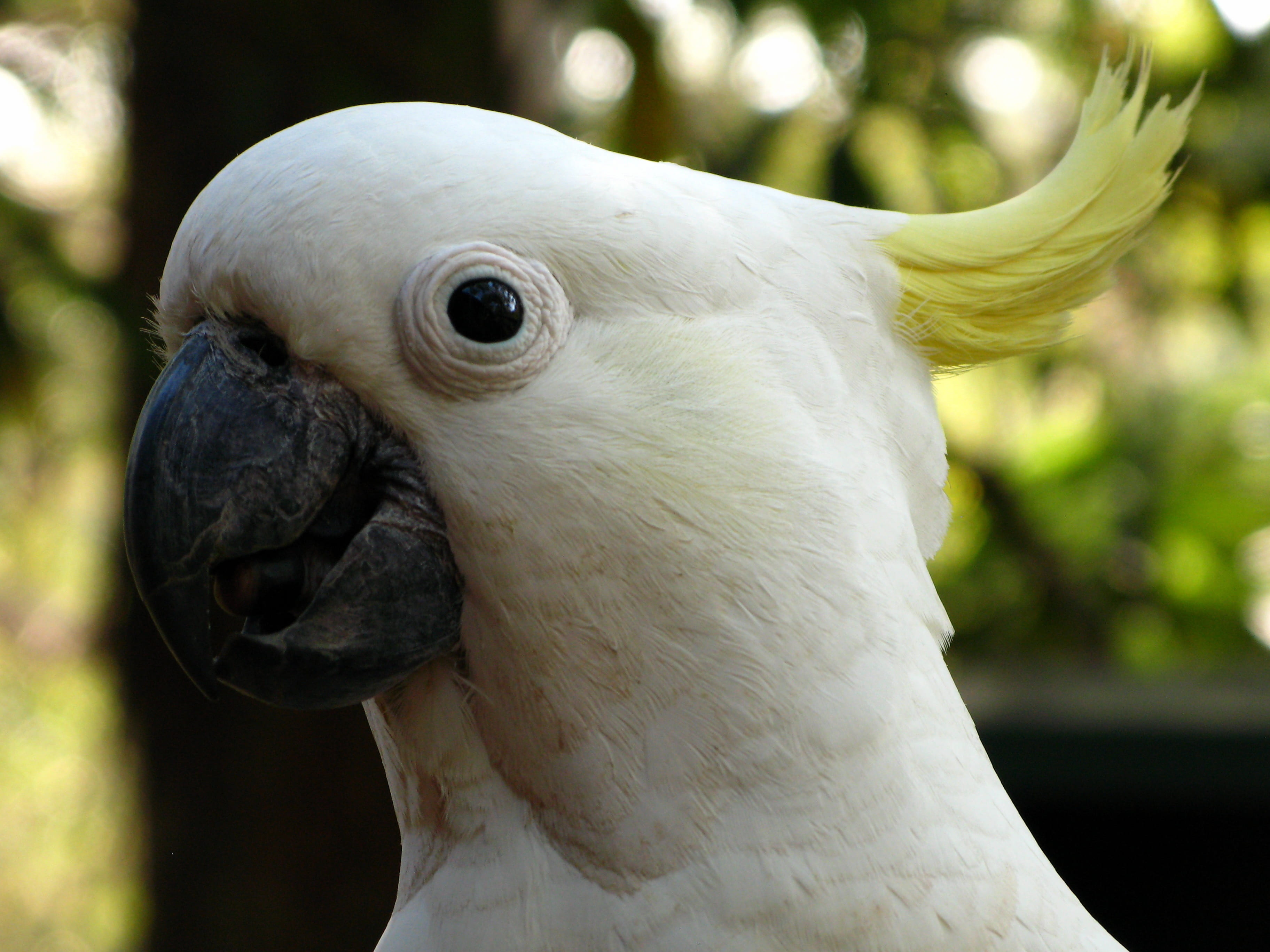 2K, nature, focus on foreground, animal, animal head, zoo, outdoors, looking, australia, one animal, profile view, cockatoo, animals in the wild, bird head, HD Wallpaper