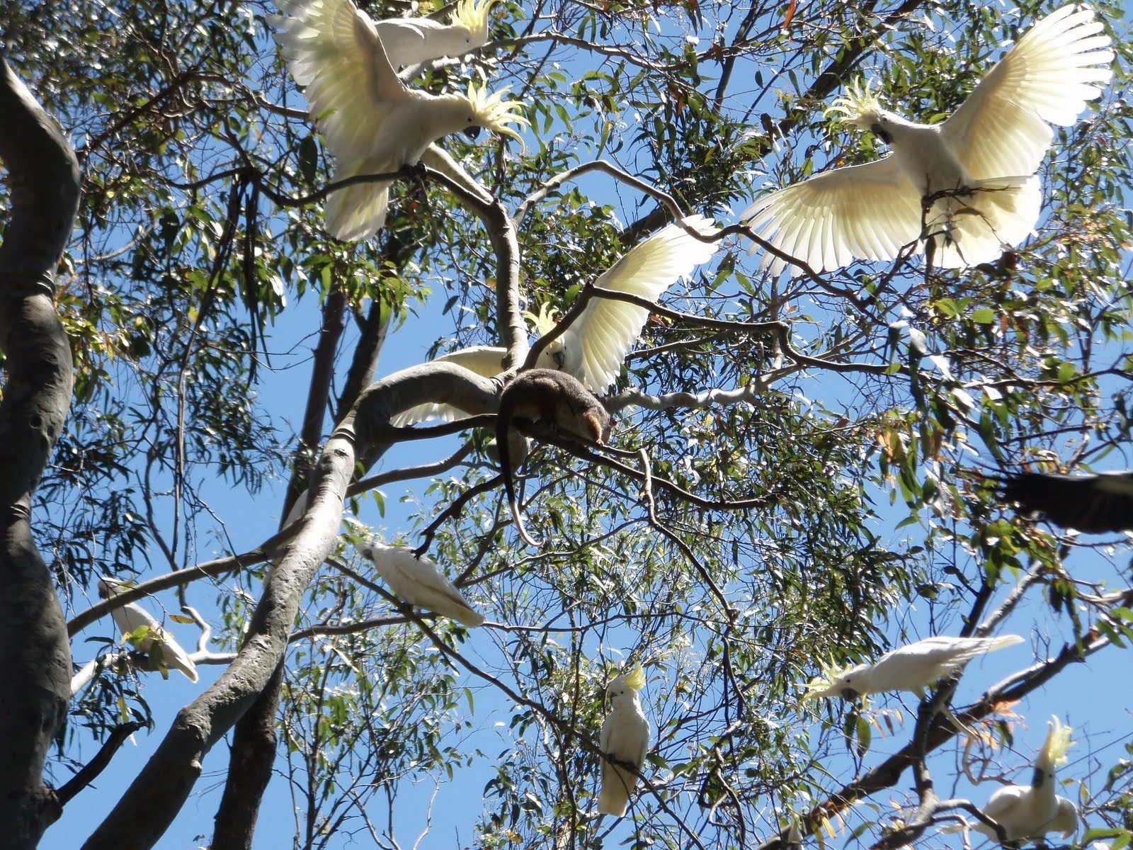 Sulphur-crested cockatoo, Birds, Possum, 720P, HD Wallpaper