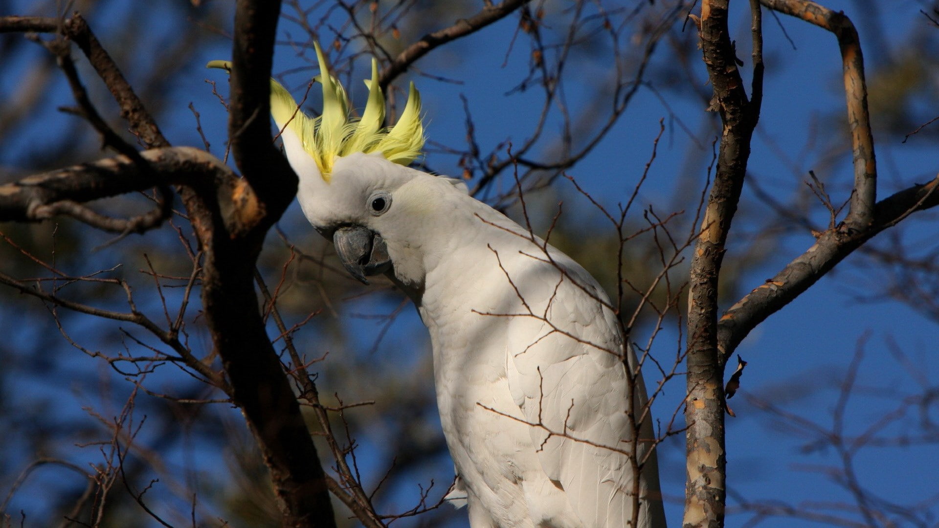parrot, focus on foreground, nature, perching, cockatoo, no people, animal, outdoors, branch, animal themes, white color, eagle, sulphur crested cockatoo, HD Wallpaper