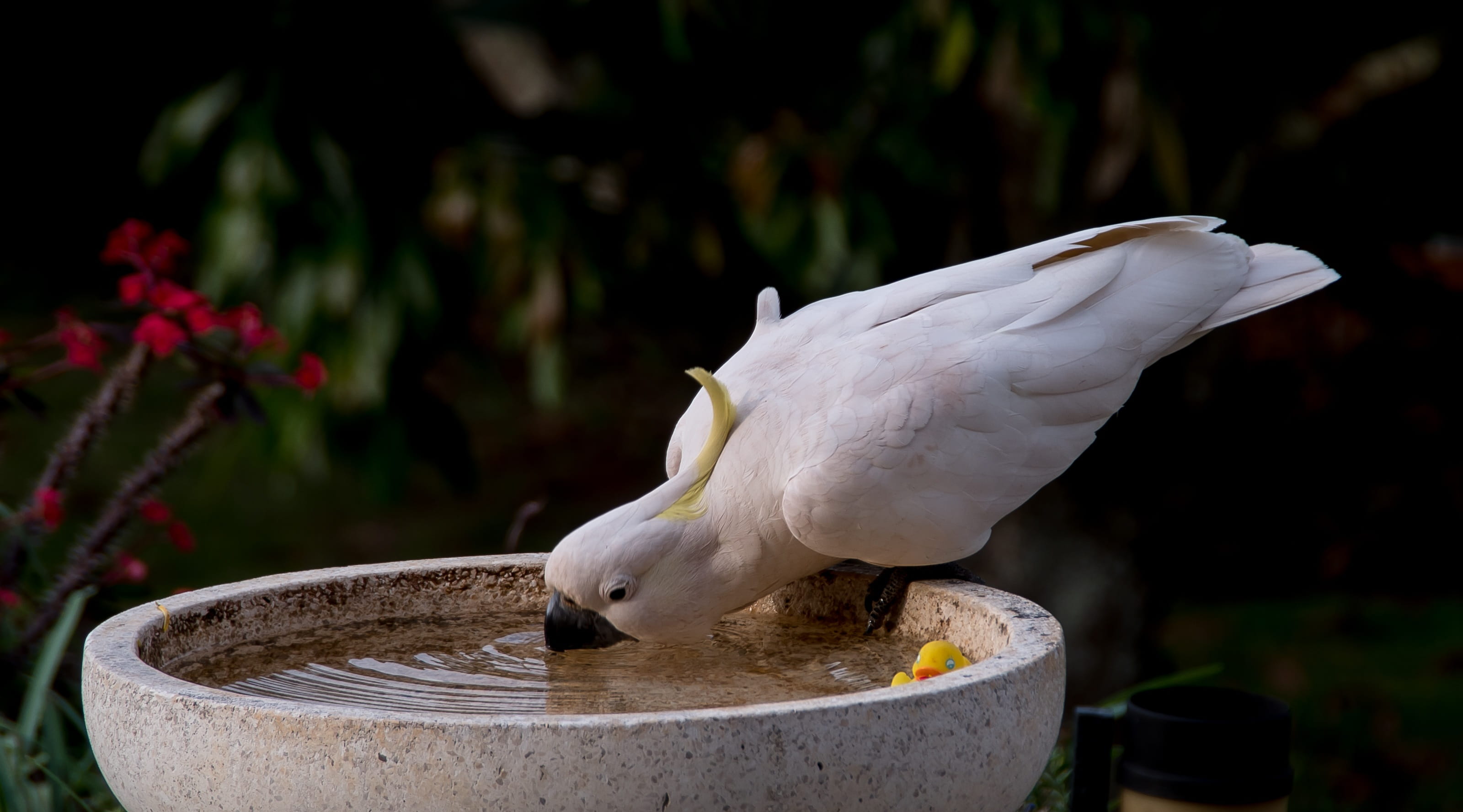 white color, animal body part, close-up, beauty in nature, australia, no people, feather, outdoors, water, wild, bird, day, animal wildlife, sulphur crested cockatoo, HD Wallpaper