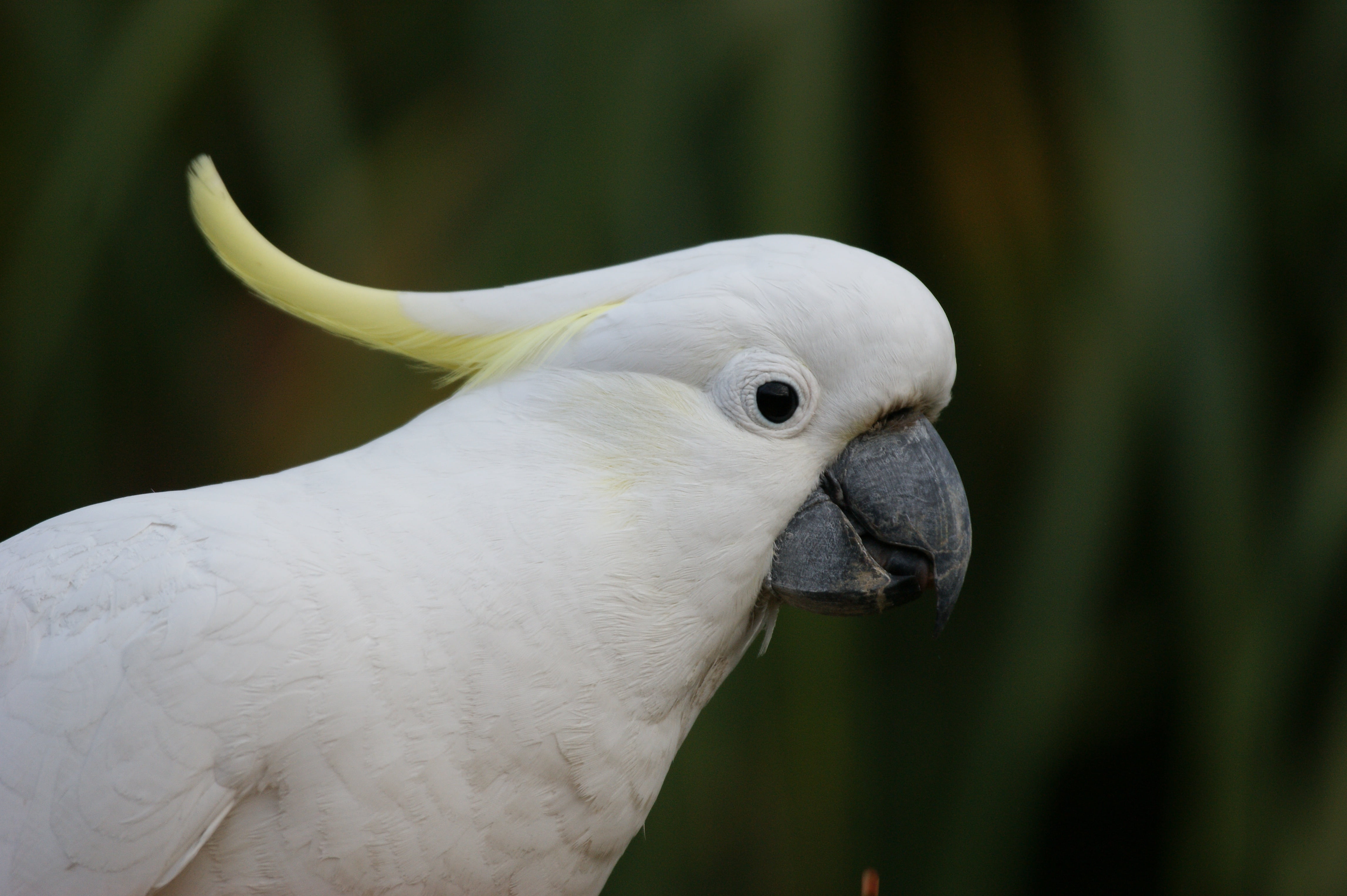 animal head, australia, white, beak, animals in the wild, vertebrate, tropical, no people, white color, colorful, feather, plumage, sulphur crested cockatoo, HD Wallpaper
