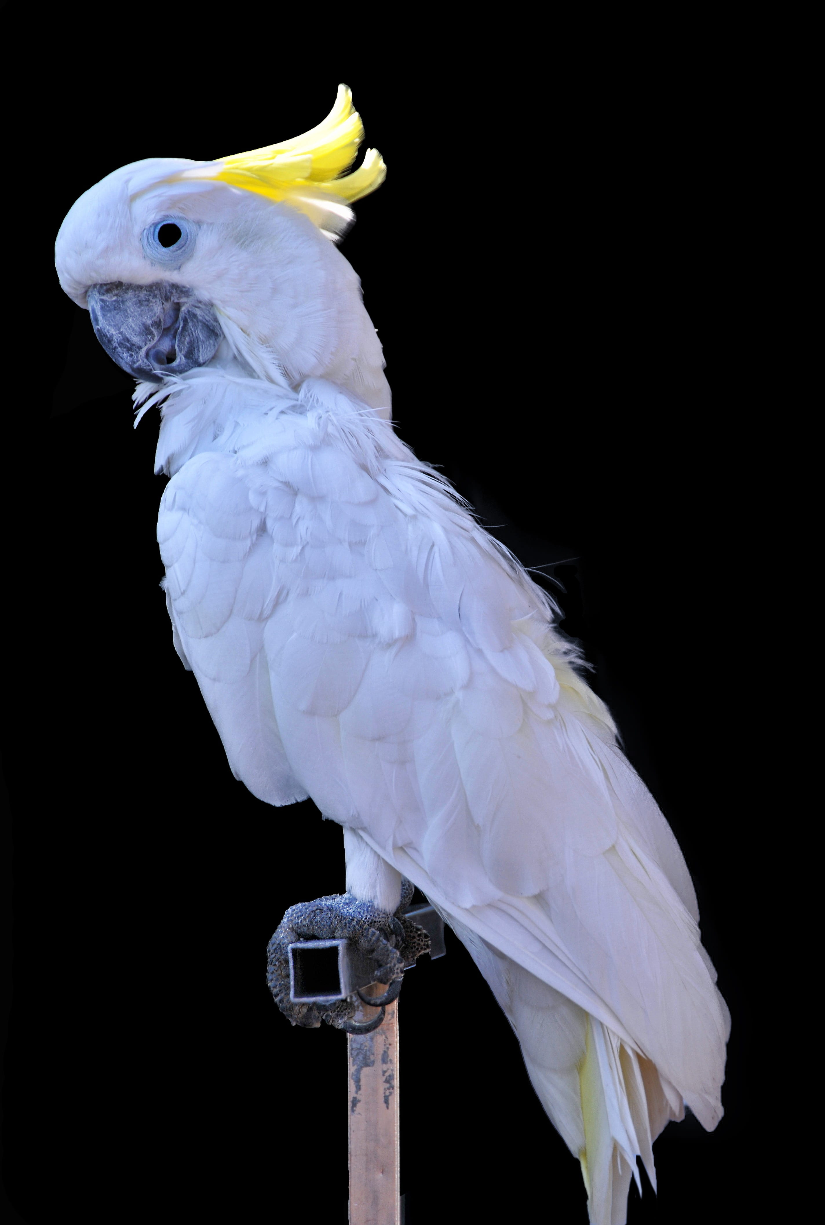 animal, indoors, parrot, cockatoo, cacatua alba, black background, exotic, animal wildlife, white, vertebrate, color, perching, no people, studio shot, Phone HD Wallpaper