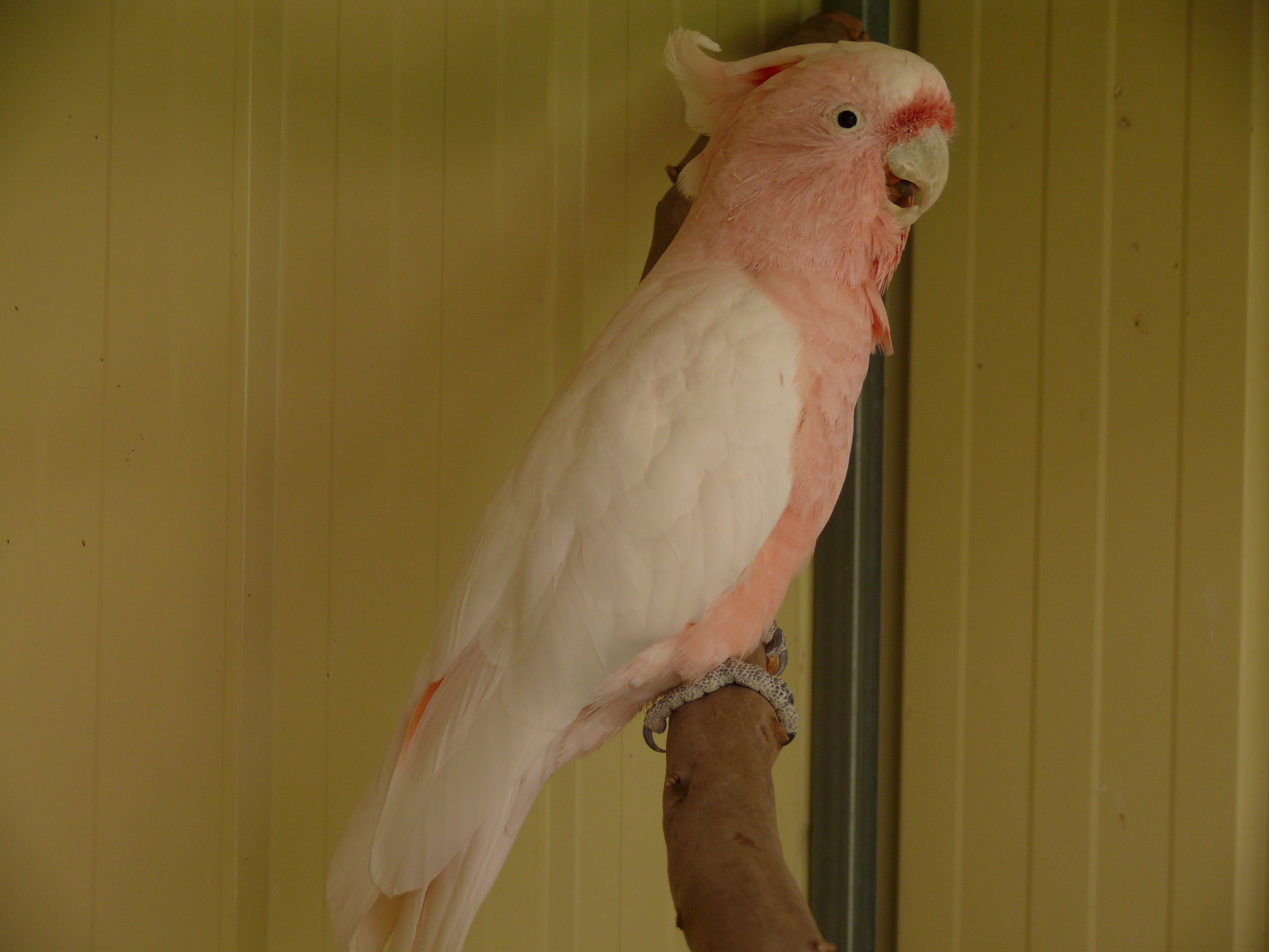 mammal, one animal, perching, 2K, indoors, domestic animals, domestic, white color, day, pink color, livestock, galah, vertebrate, no people, cockatoo, HD Wallpaper