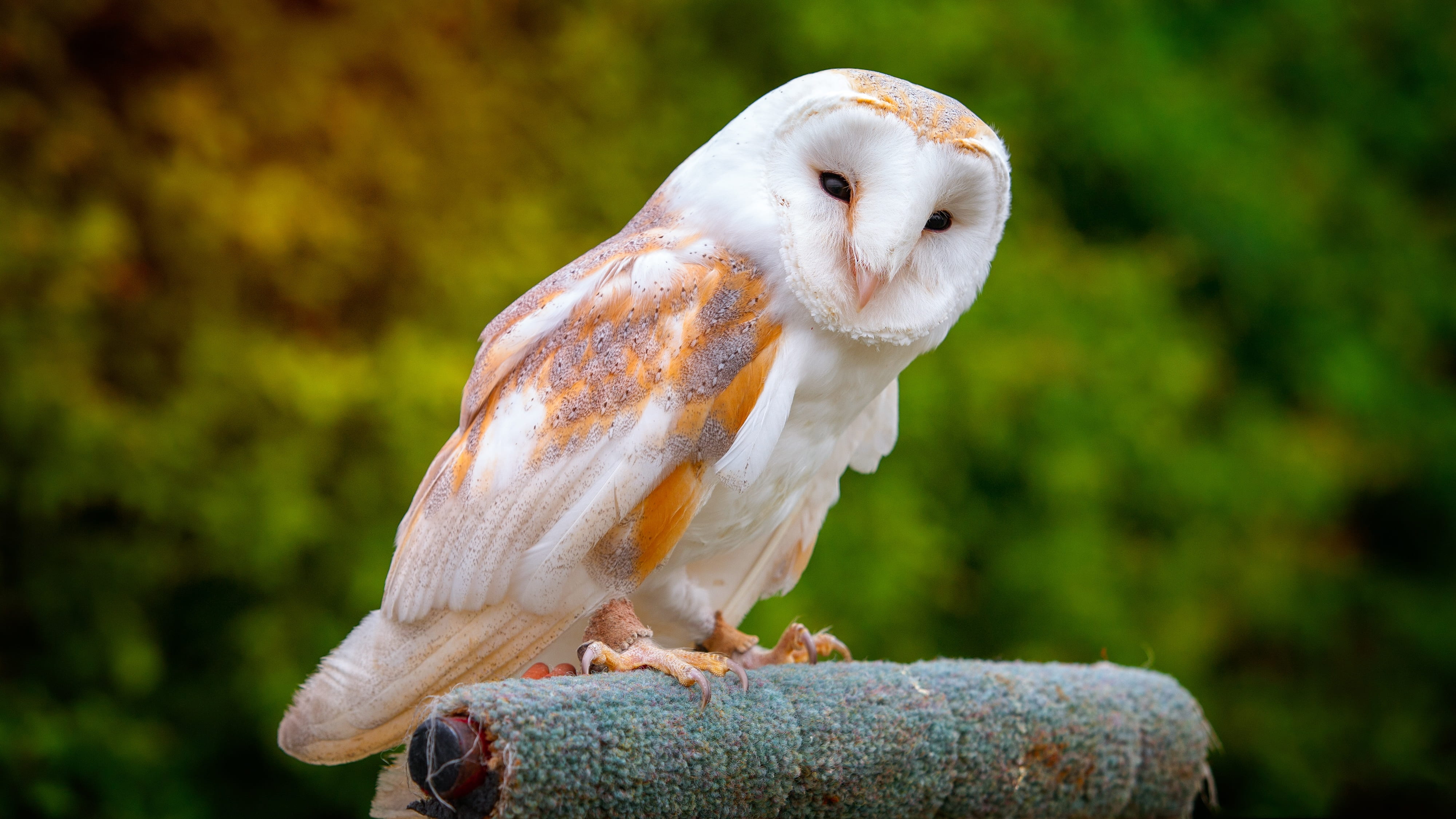 barn owl, owl, full length, day, one animal, close-up, bird, outdoors, white color, perching, animals in the wild, 4K, barn, cockatoo, no people, nature, HD Wallpaper