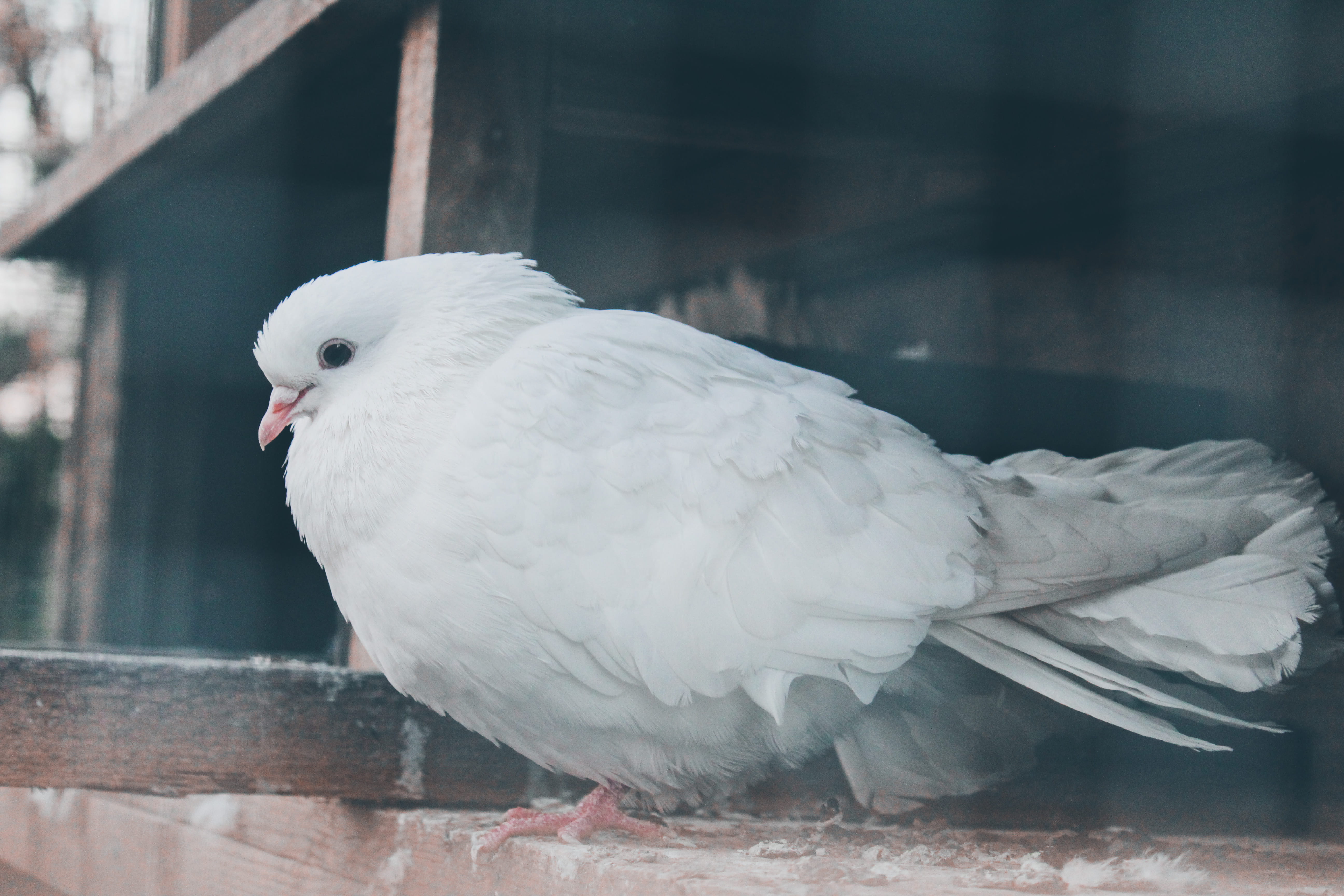 close-up, pheasant, bird, animal themes, cockatoo, animal wildlife, animal, driftwood, focus on foreground, finch, day, wire, outdoors, head, no people, HD Wallpaper