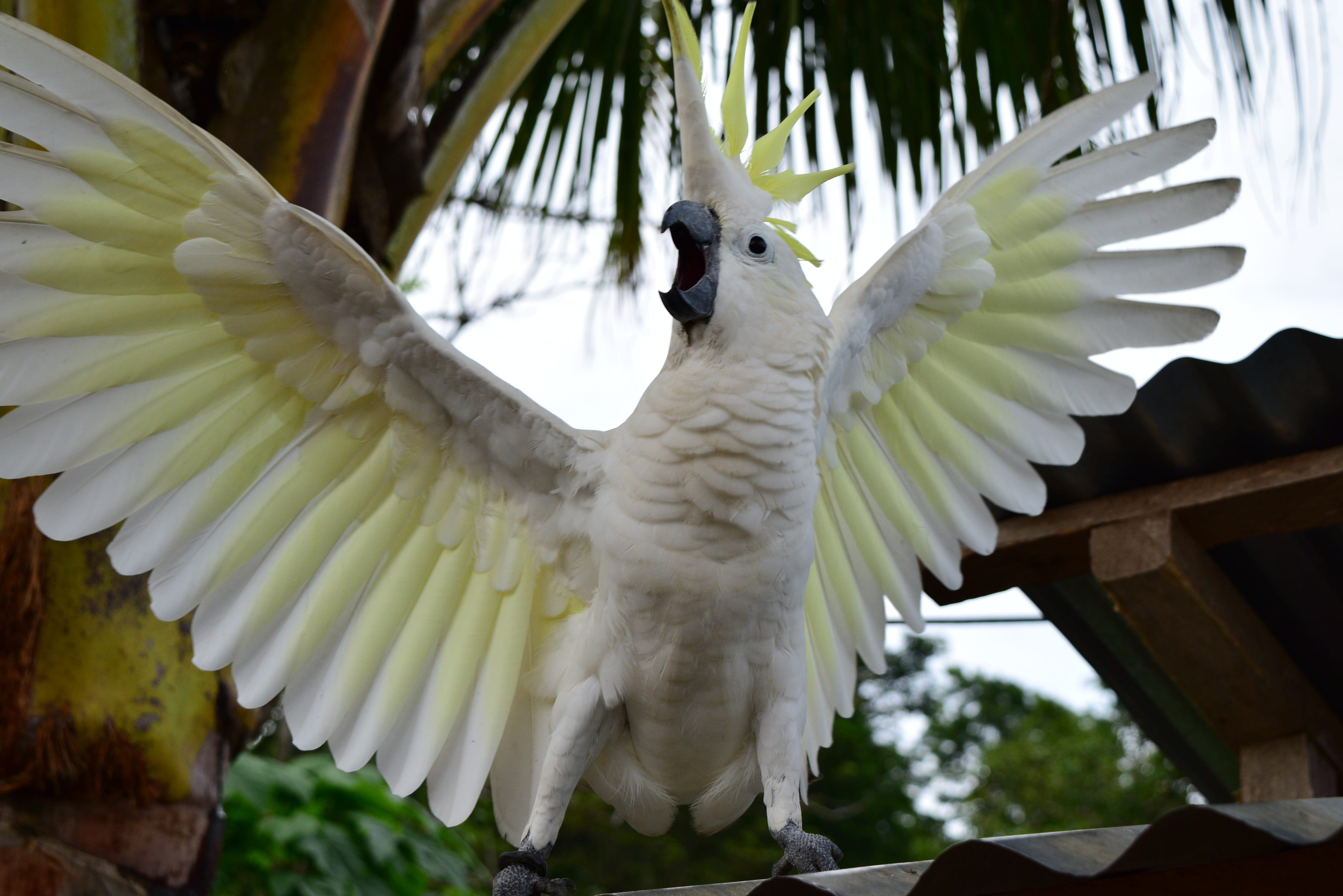 tree, vertebrate, white, flying, beside, nature, bird, animal themes, spread wings, yellow, one animal, close-up, Parrot, white color, animals in the wild, HD Wallpaper