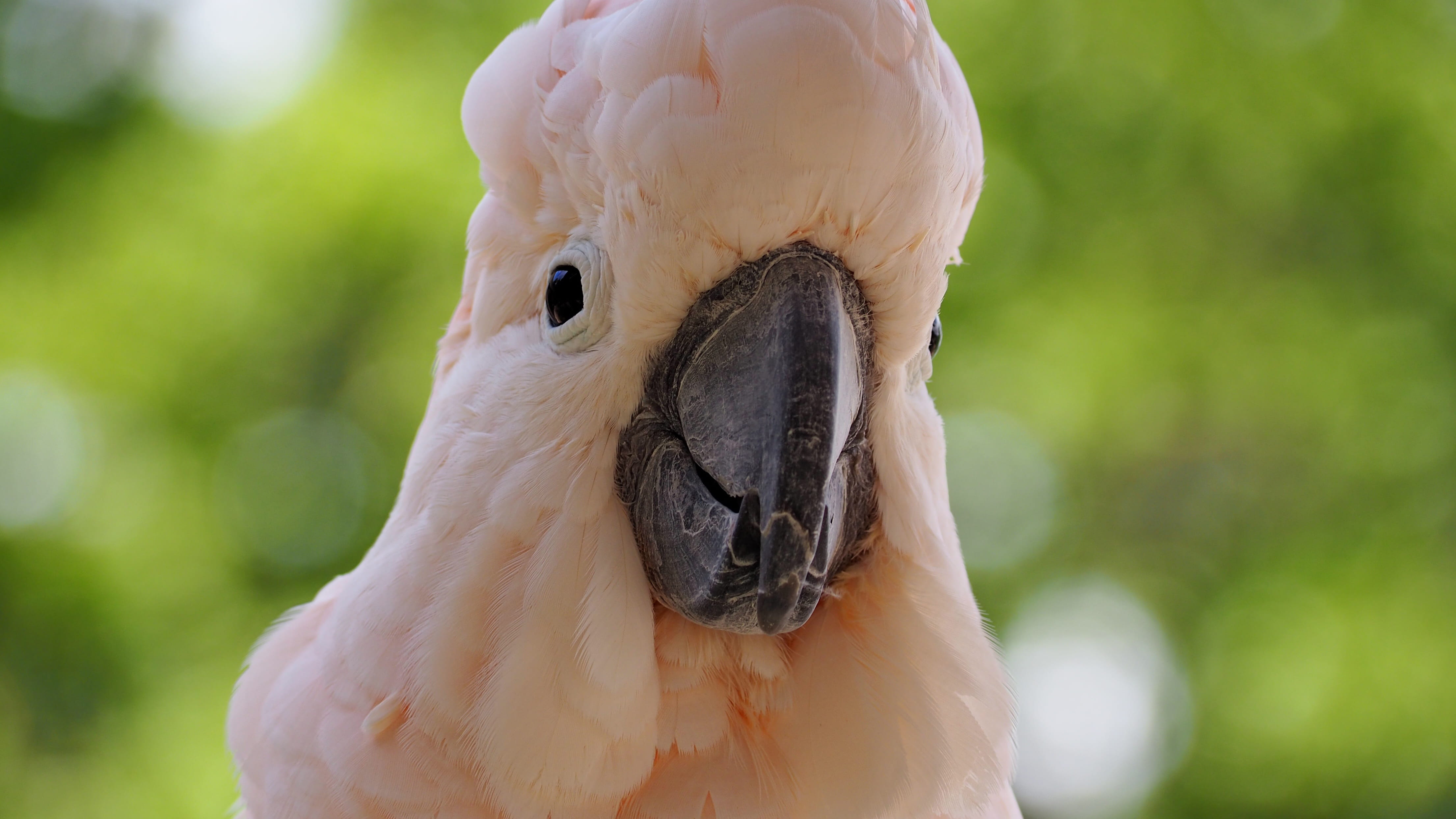 close-up, feather, Pink, parrot, day, white color, tropical, nature, wildlife, animal wildlife, rainforest, vertebrate, cockatoo, no people, animals in the wild, HD Wallpaper
