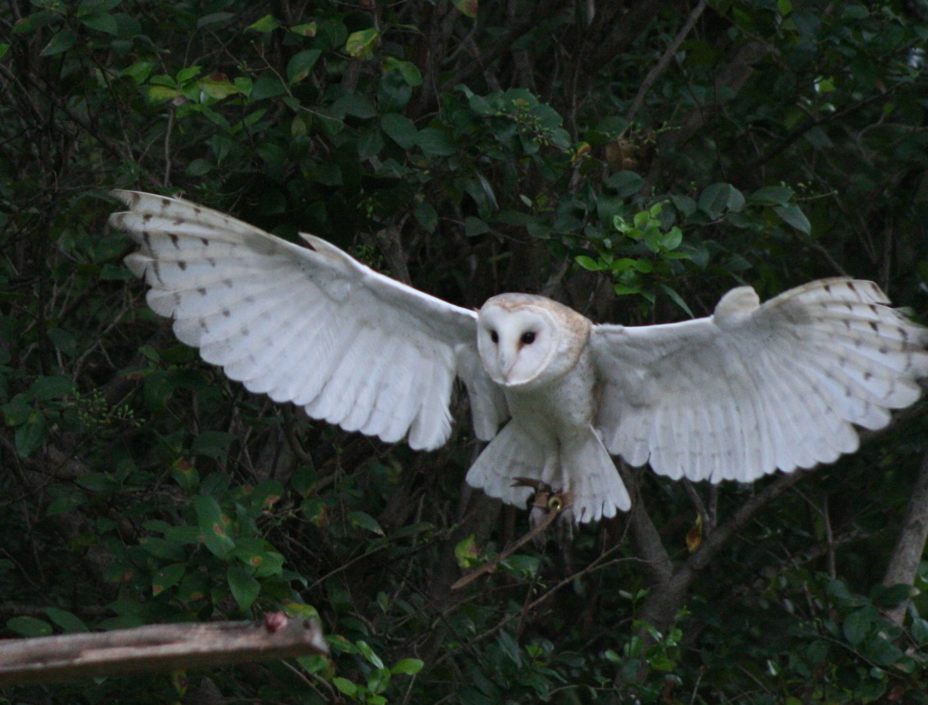 bird, no people, barn owl, white color, cockatoo, outdoors, full length, animal wildlife, animal, plant, 720P, animals in the wild, vertebrate, nature, HD Wallpaper
