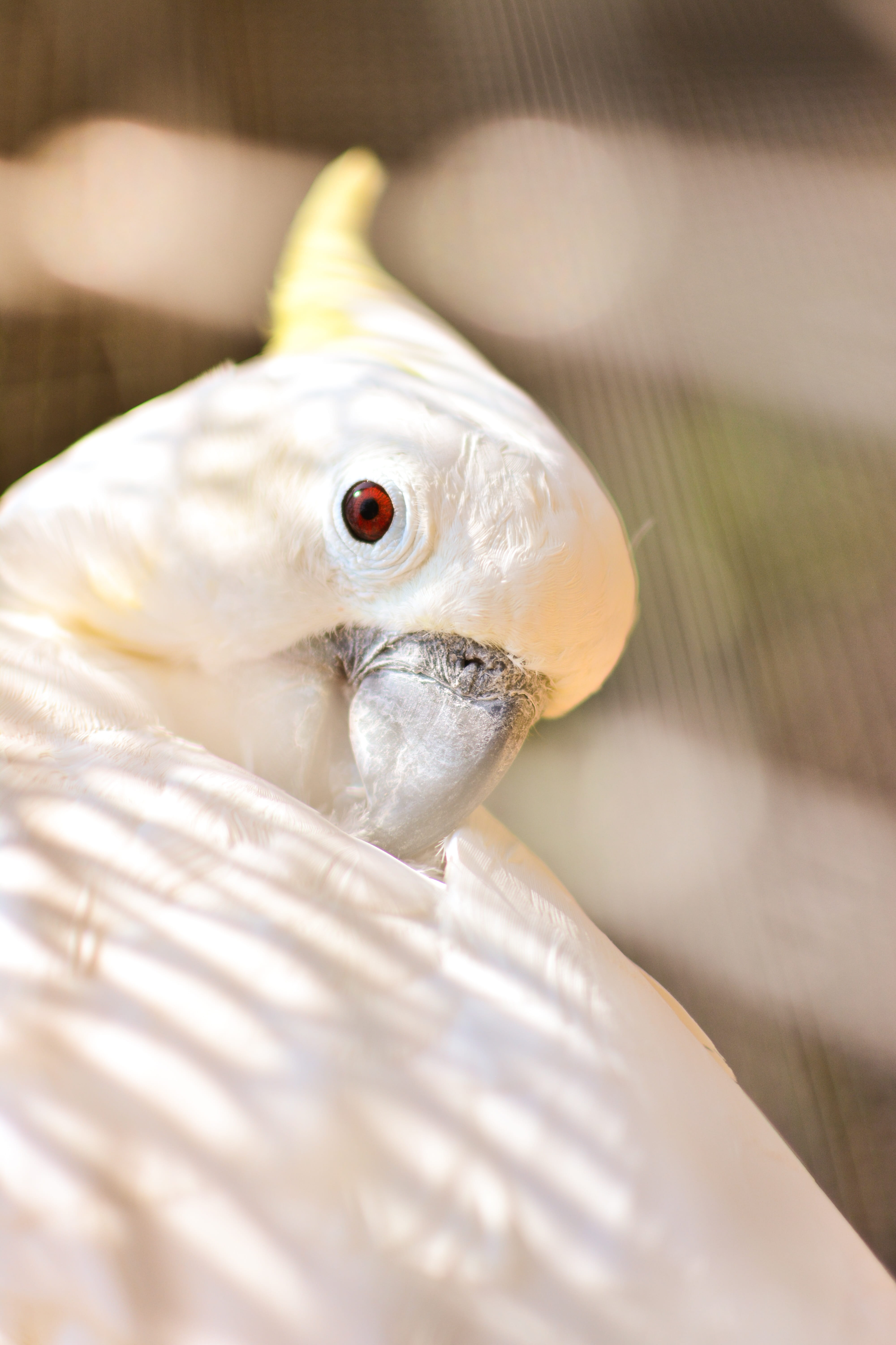 beak, white color, selective focus, bird, bird kratua, vertebrate, wild fowl, day, animal, cockatoo, animal themes, parrot, animal wildlife, animals in the wild, Phone HD Wallpaper