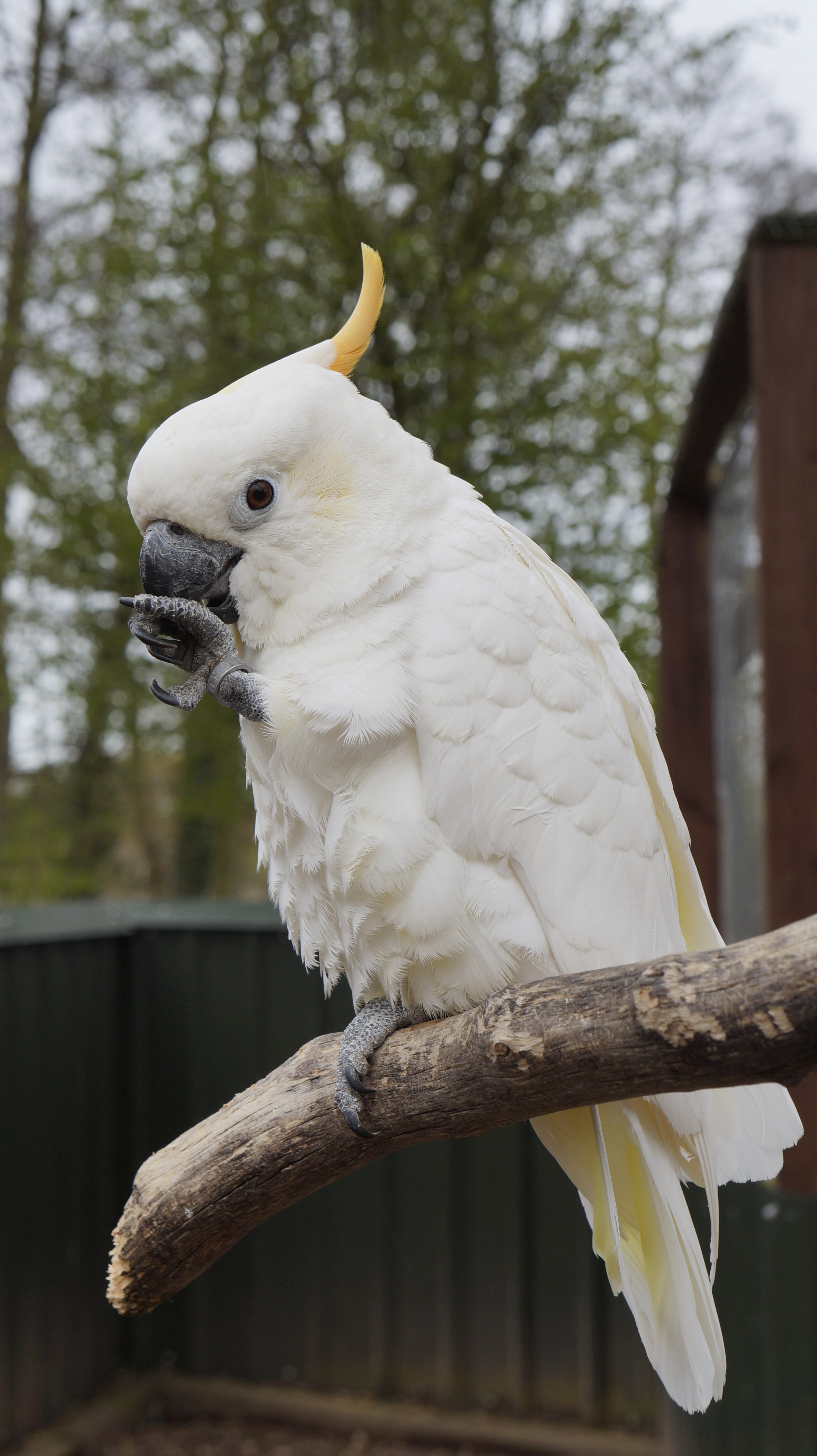 animal wildlife, plant, cockatoo, parrot, animal themes, wood - material, eagle, 5K, zoo, close-up, branch, one animal, nature, day, no people, vertebrate, Phone HD Wallpaper