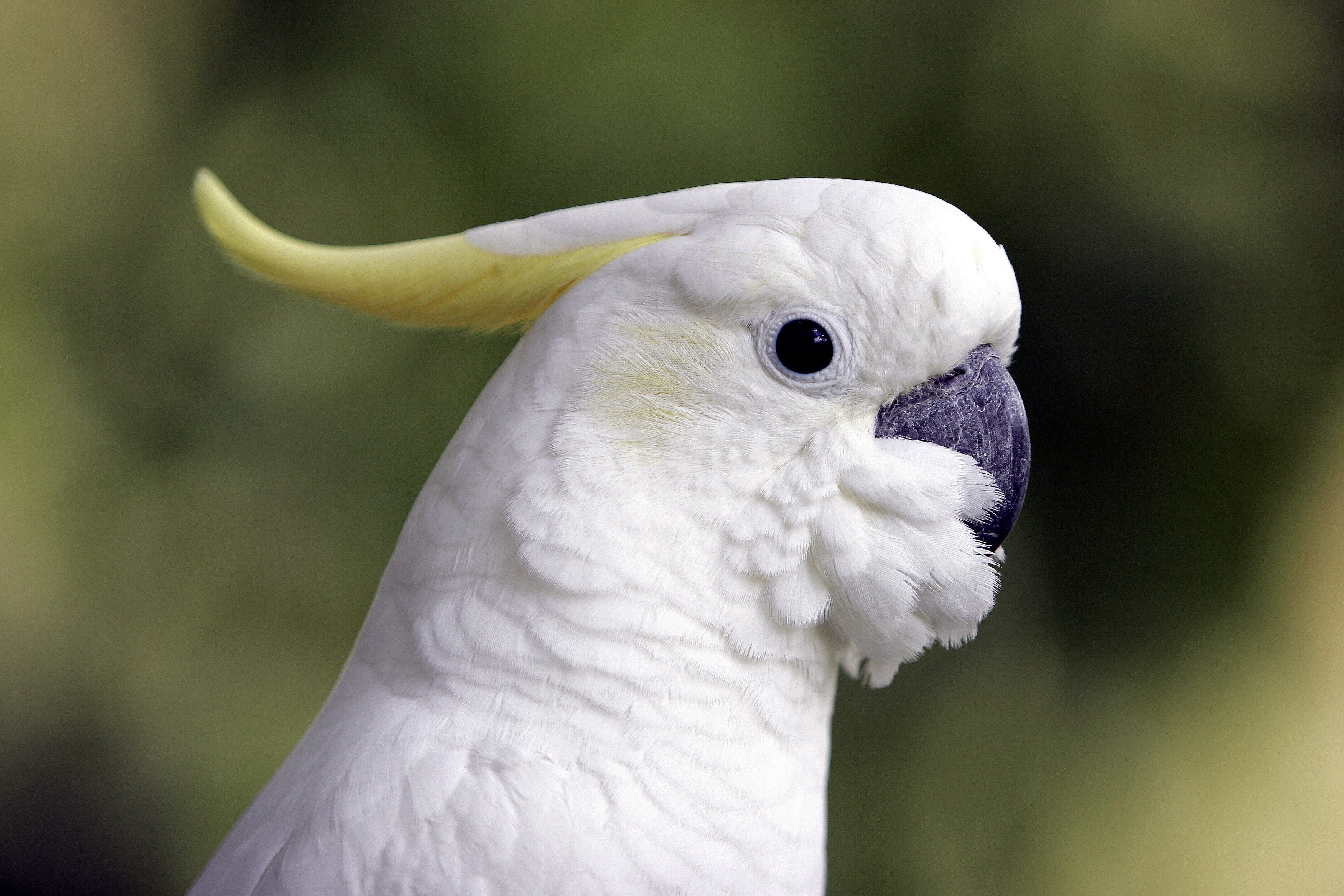beak, animal body part, vertebrate, one animal, animal world, focus on foreground, looking away, parrot, outdoors, cockatoo, no people, nature, animal themes, HD Wallpaper