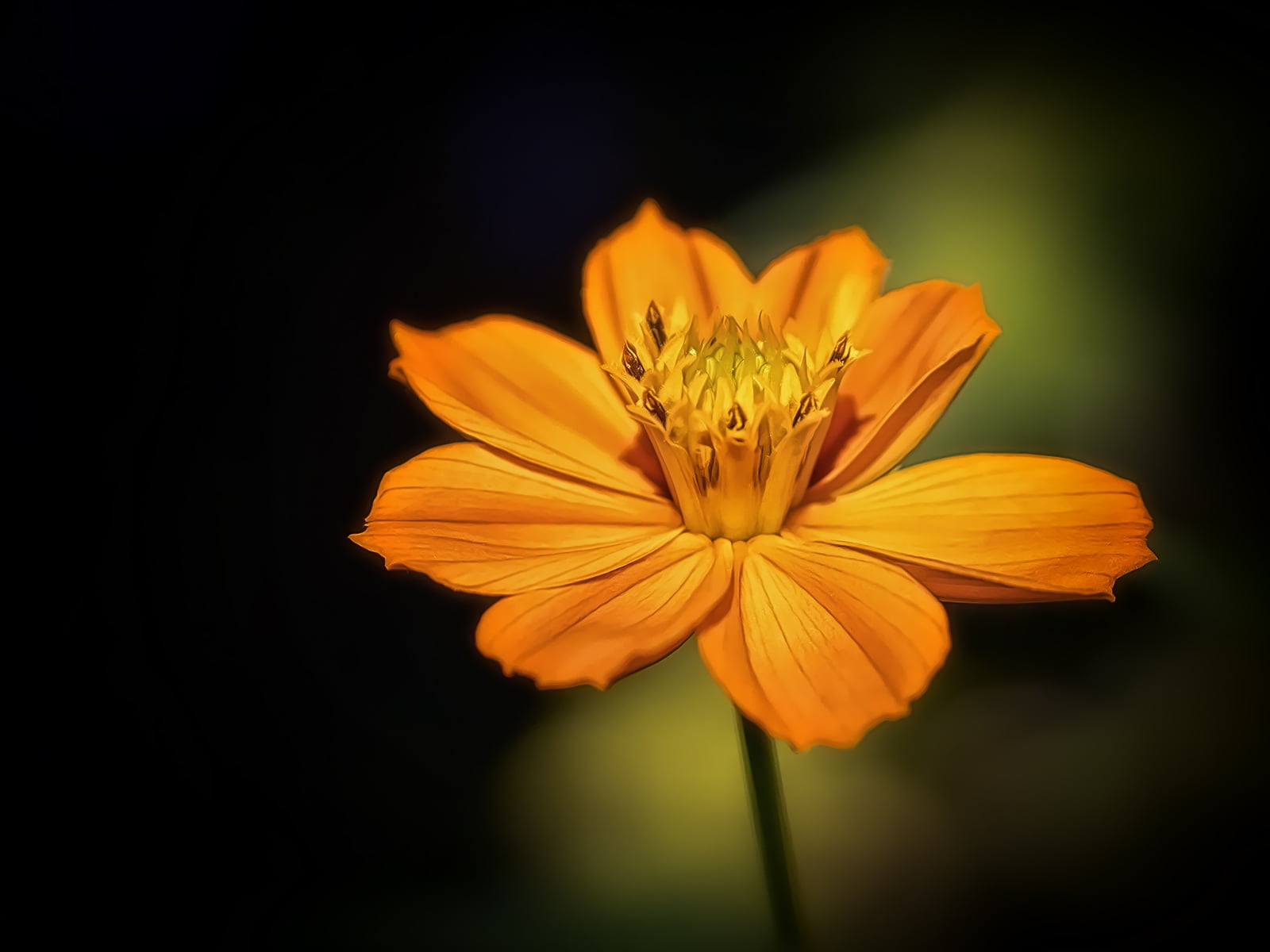 720P, plant, Flower, nature, up, G15, Canon PowerShot, close-up, summer, petal, single Flower, The Winning Side, closed, beauty In Nature, orange, yellow, HD Wallpaper