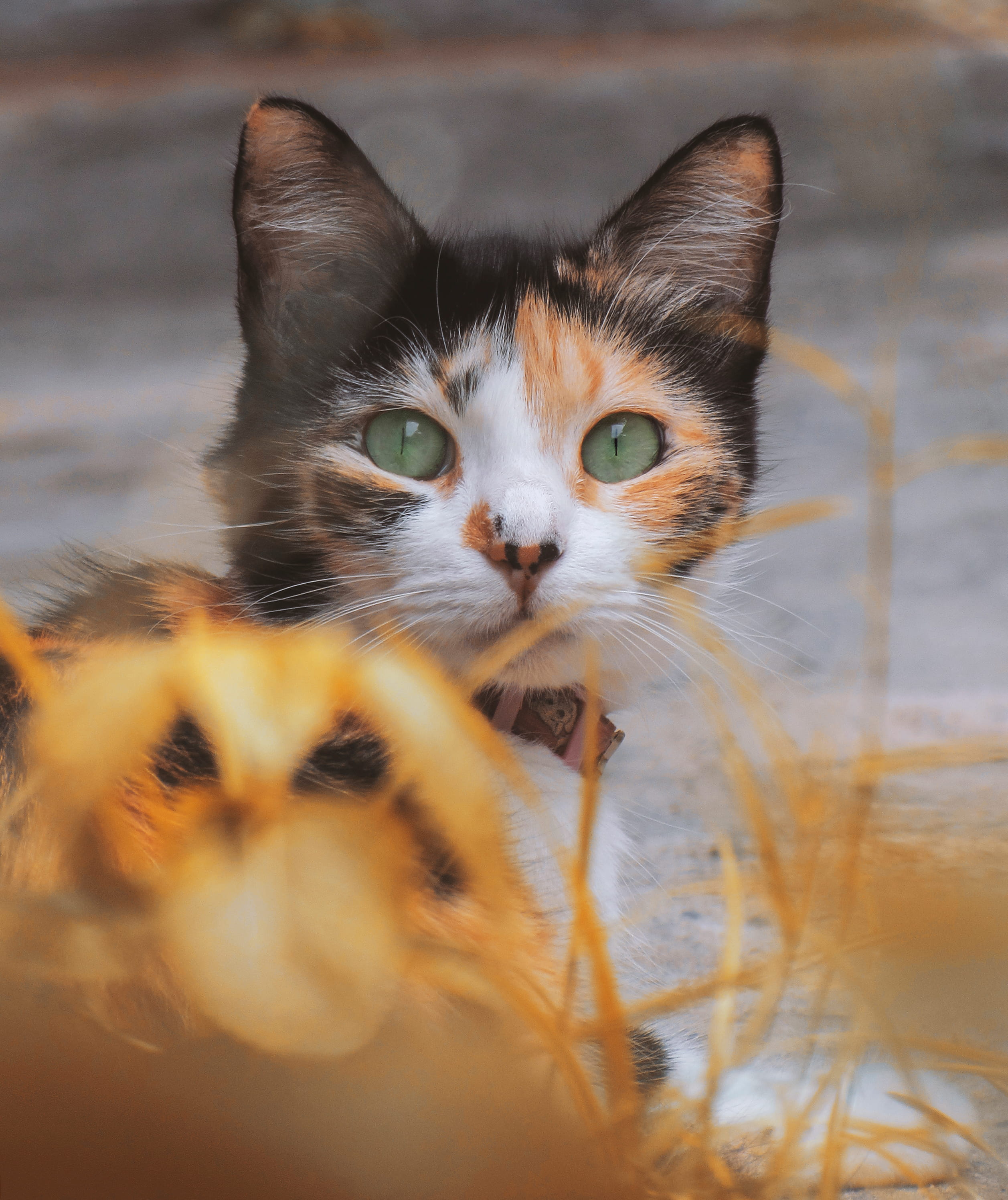 pets, feline, manx, eating, animal body part, animal, yellow, yellow eyes, abyssinian, flame, looking, black cat, vertebrate, whisker, close-up, selective focus, Phone HD Wallpaper