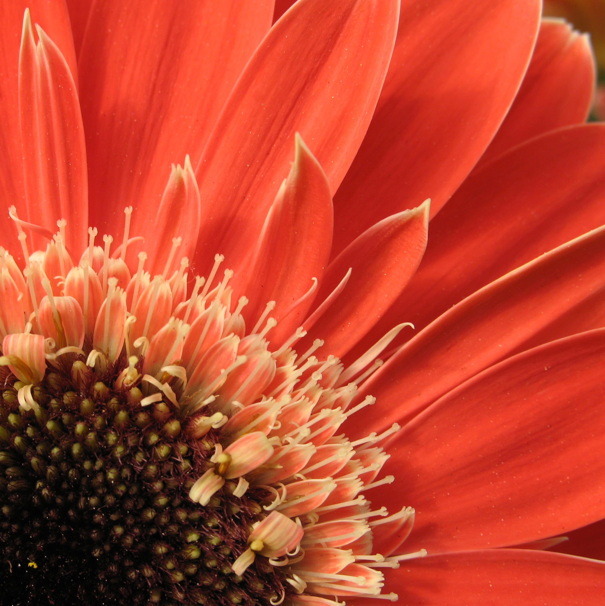 gerbera Daisy, plant, Excellence, Flower, petal, orange, flower Head, nature, daisy, 1080P, canon  powershot  a640, close, Gerbera, colors, QUALITY, spring  beauty, Phone HD Wallpaper